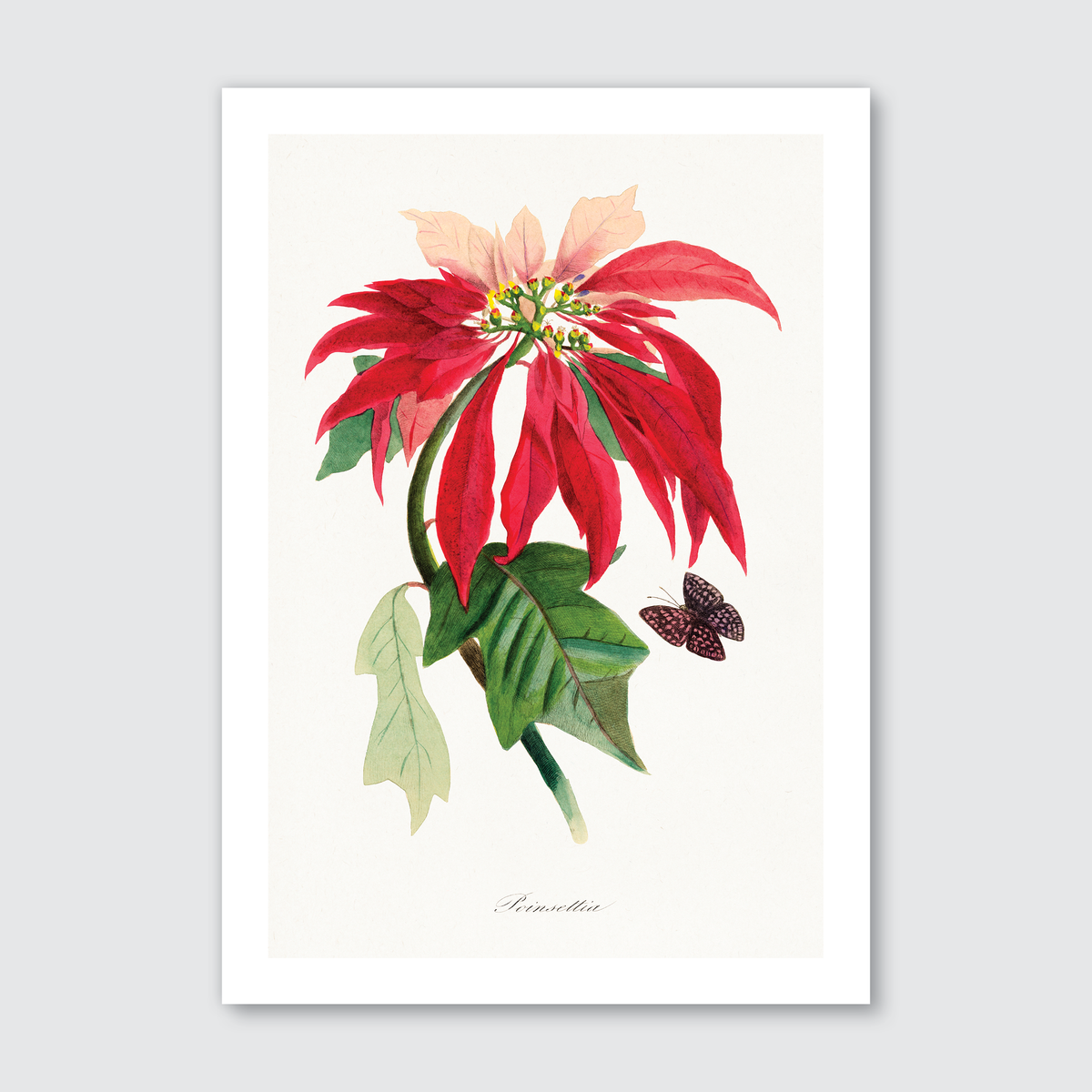 Poinsettia Flower