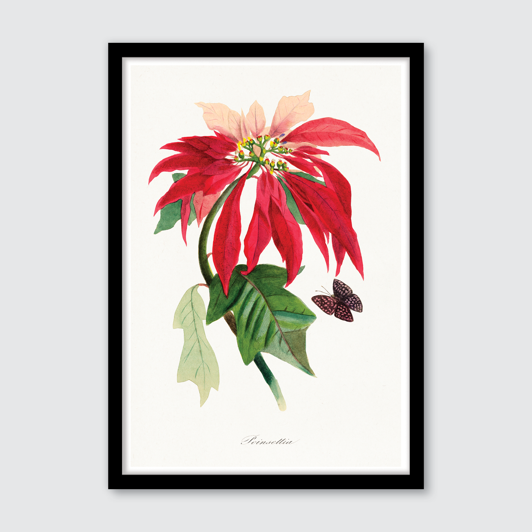 Poinsettia Flower