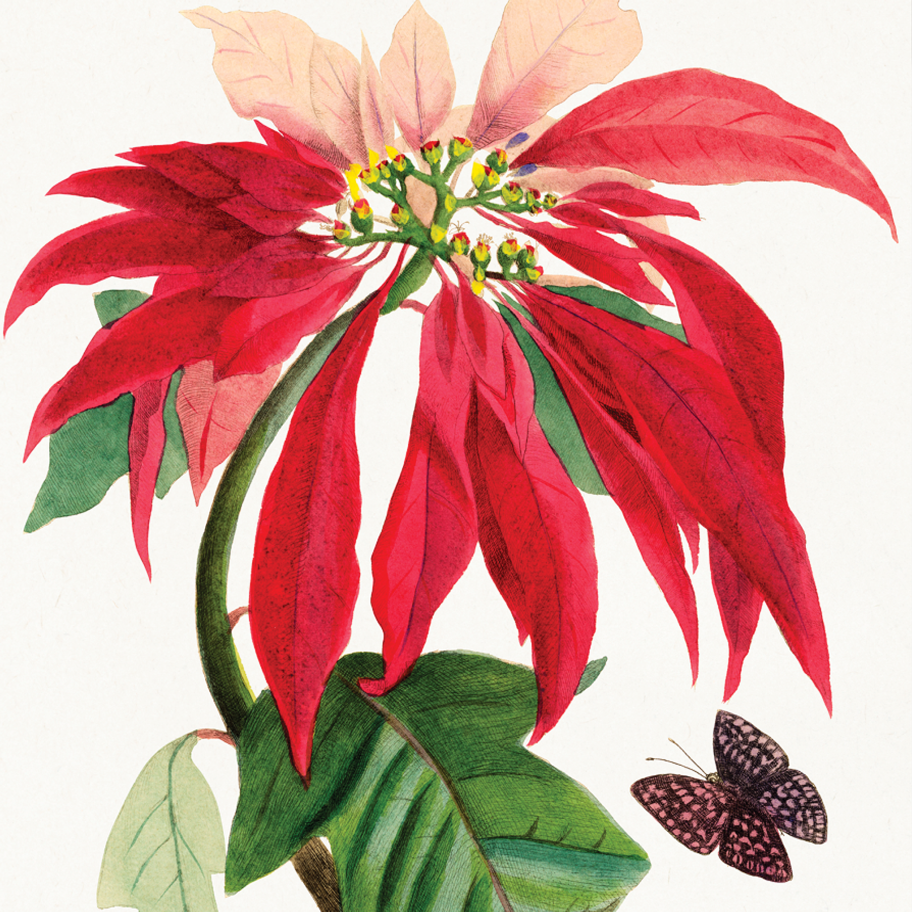 Poinsettia Flower
