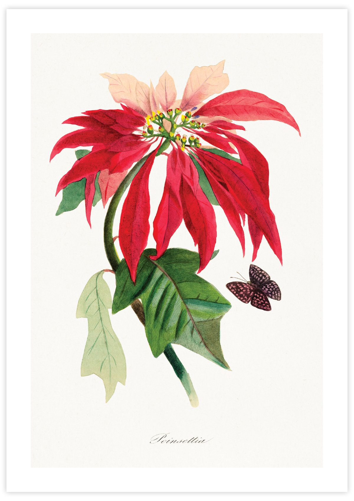 Poinsettia Flower