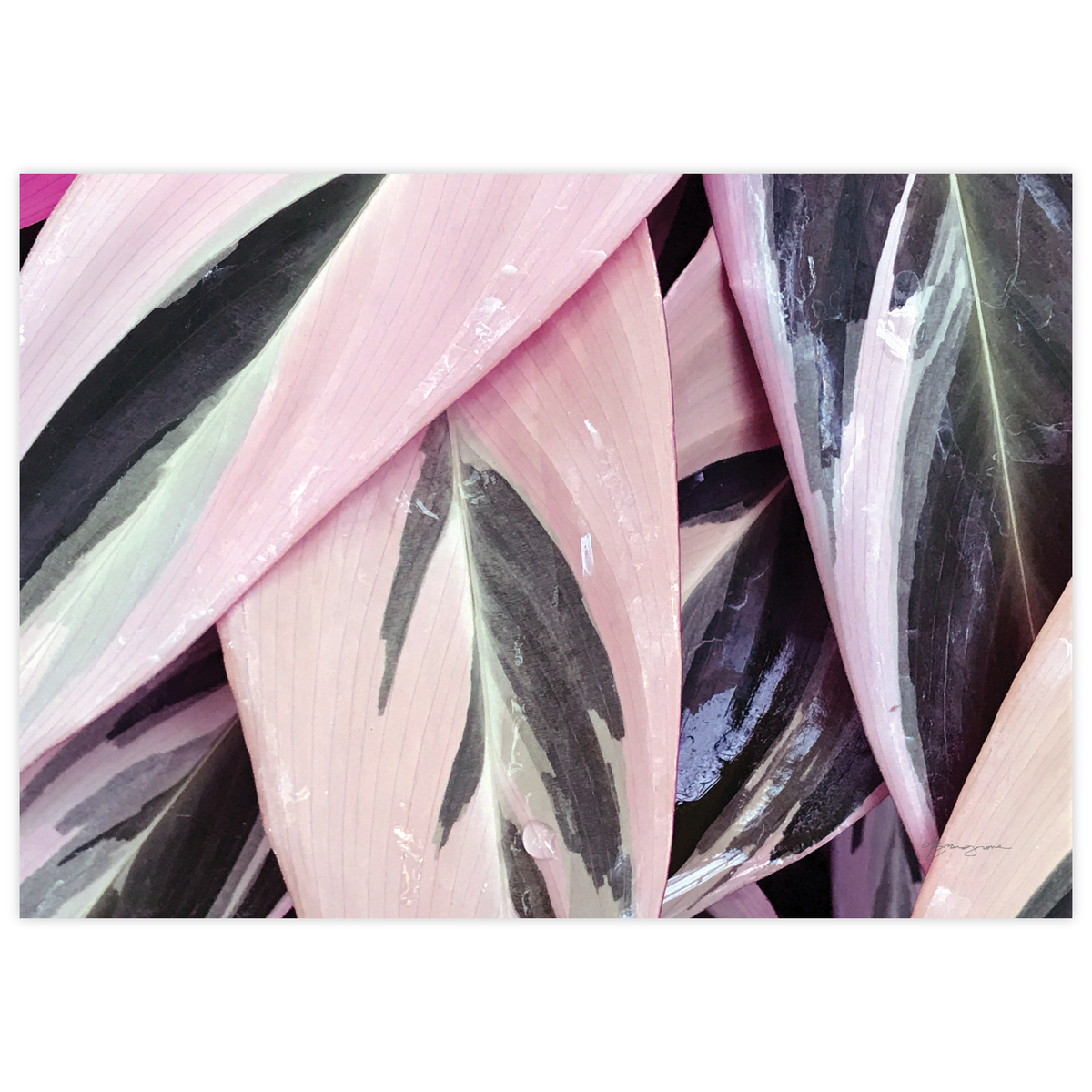 Prayer Plant