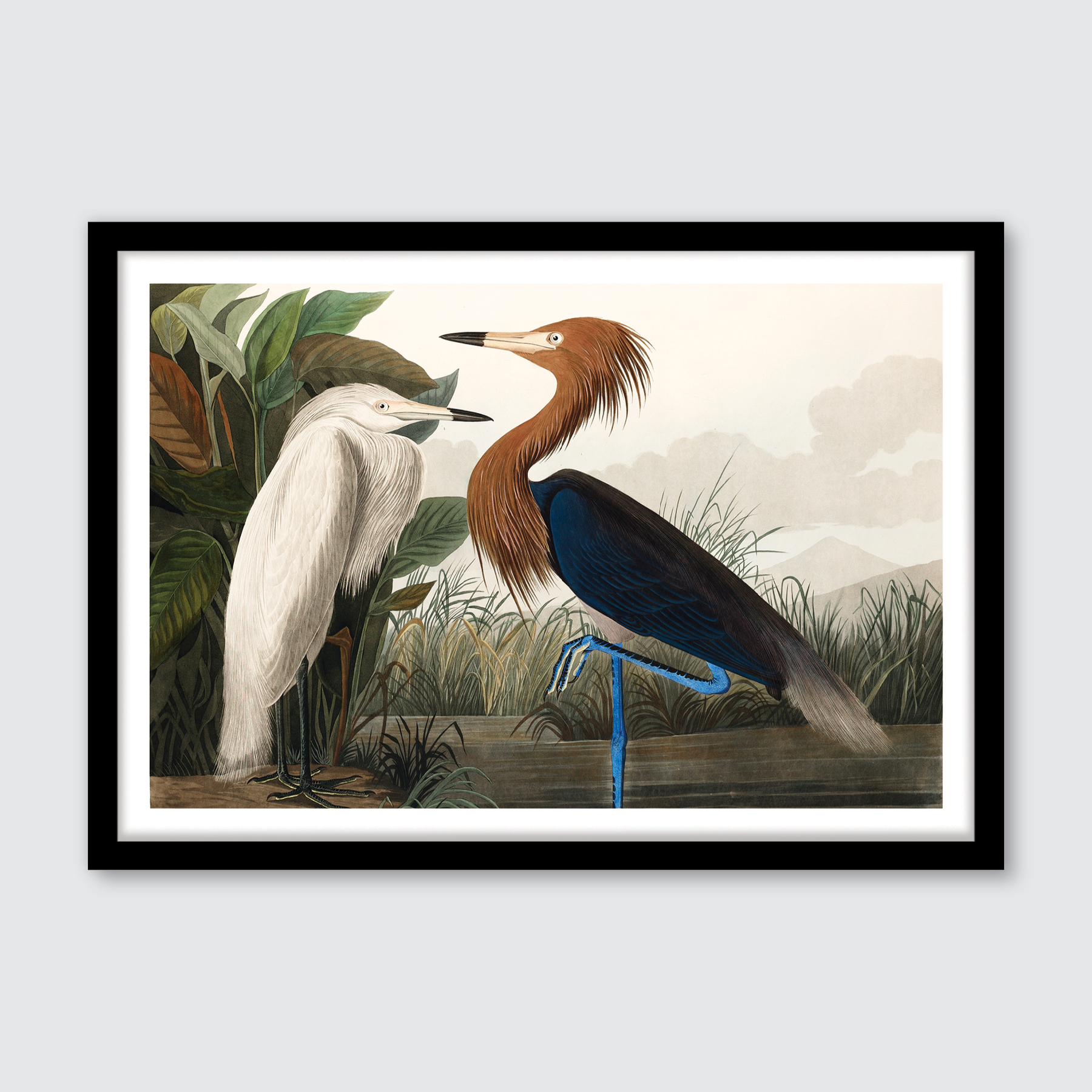 Purple Heron
