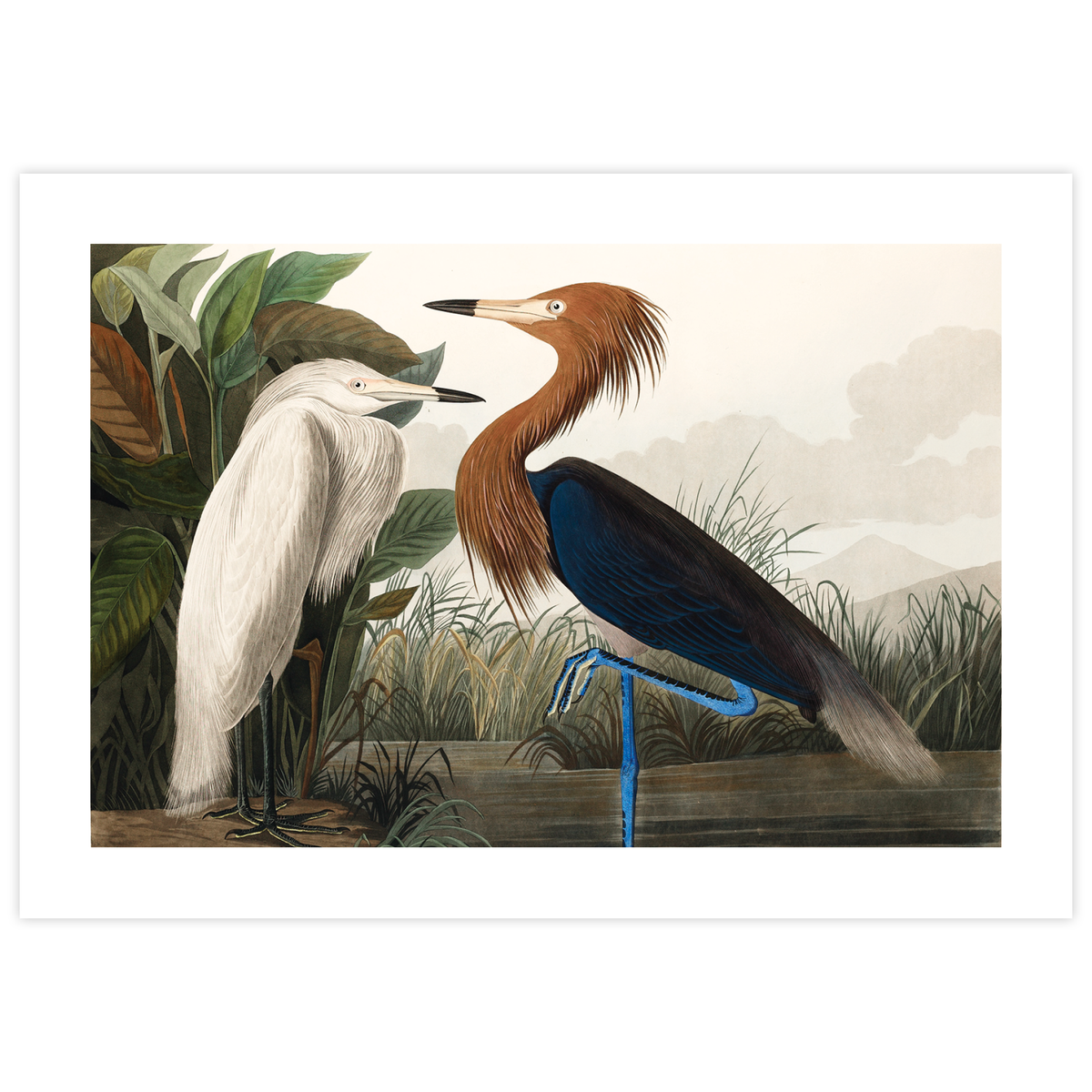 Purple Heron