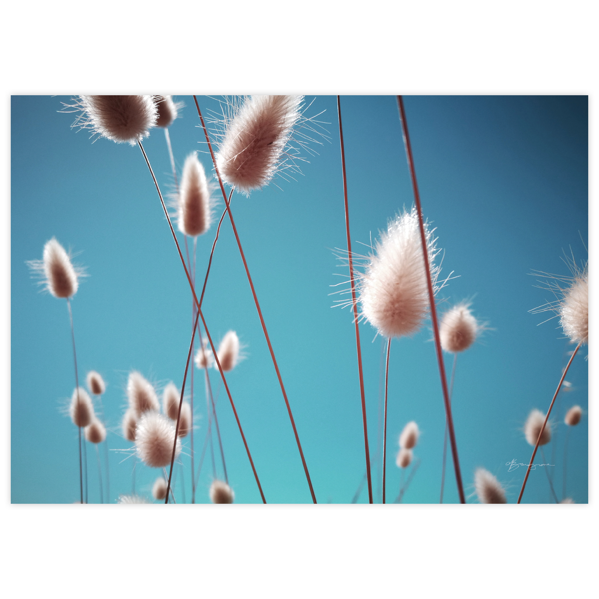 Rabbit Tails
