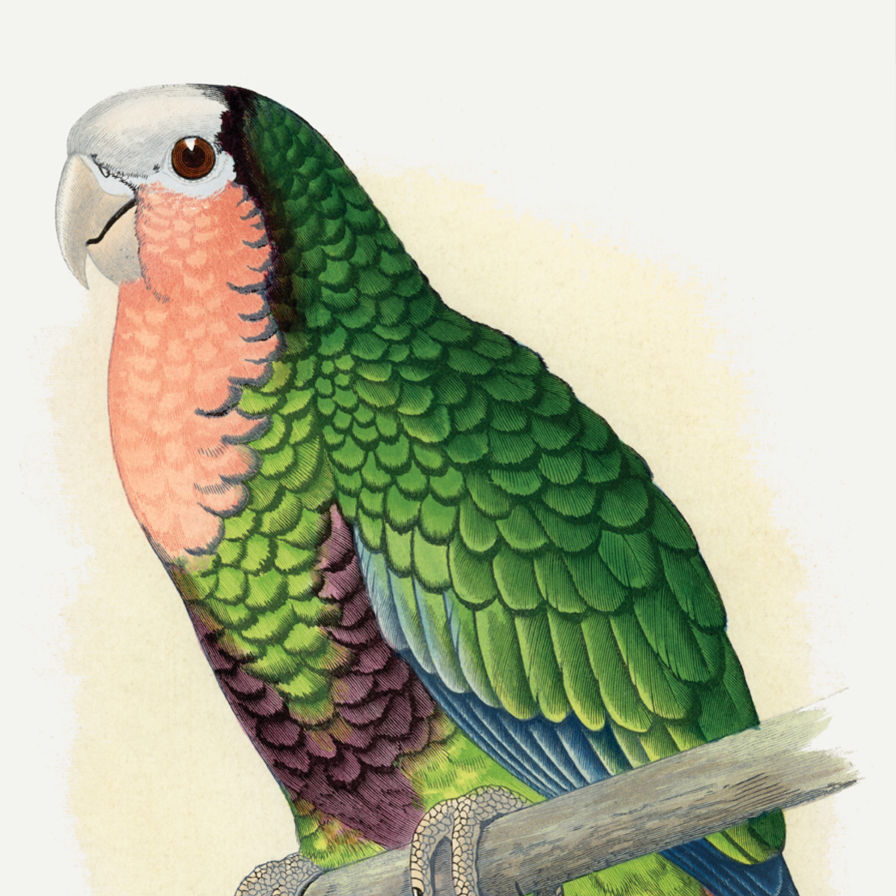 Red-Throated Amazon