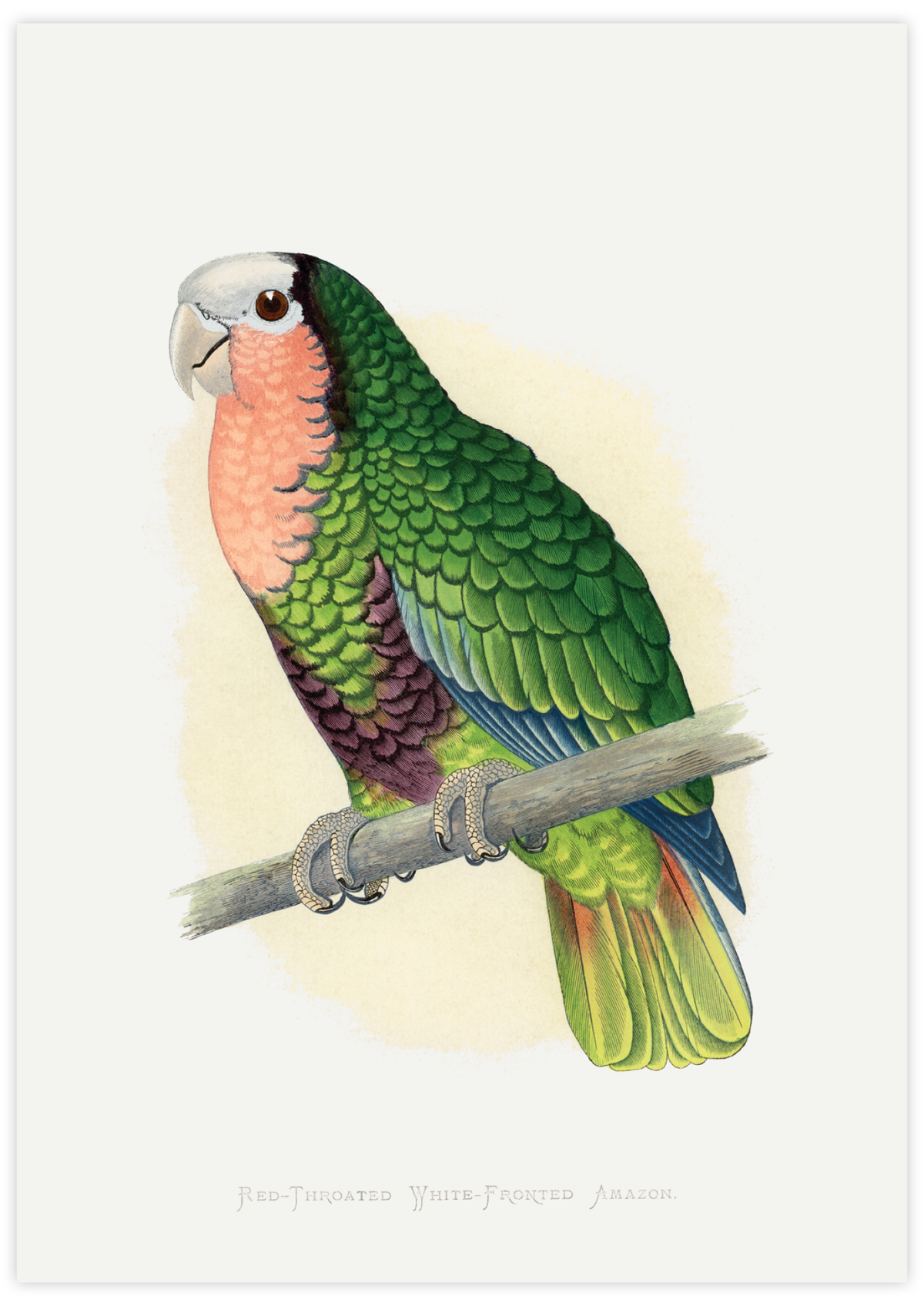 Red-Throated Amazon