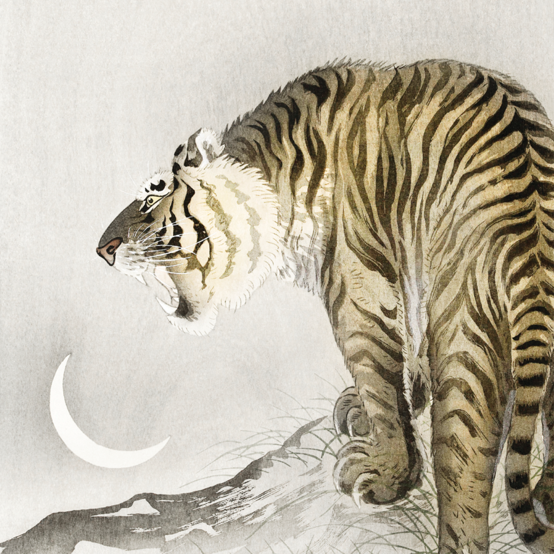 Roaring Tiger