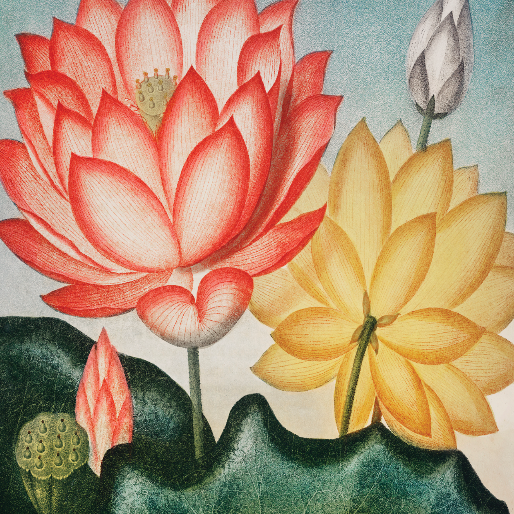 Sacred Egyptian Bean (1807)