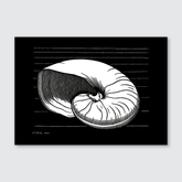 Shell (1921)