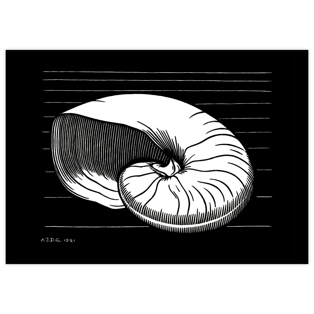 Shell (1921)