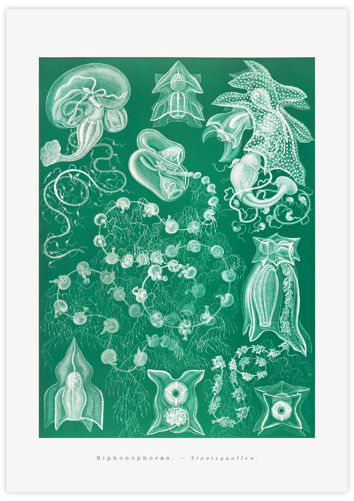 Siphonophorae–Staatsquallen