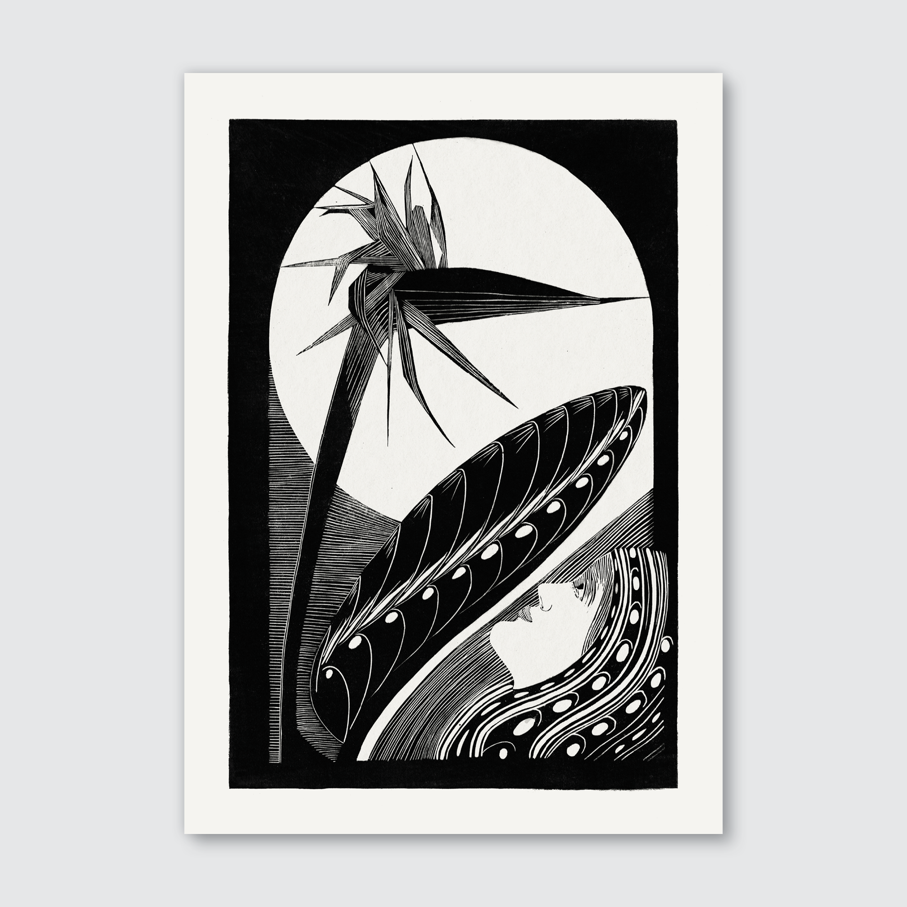 Strelitzia Overblown (1934)