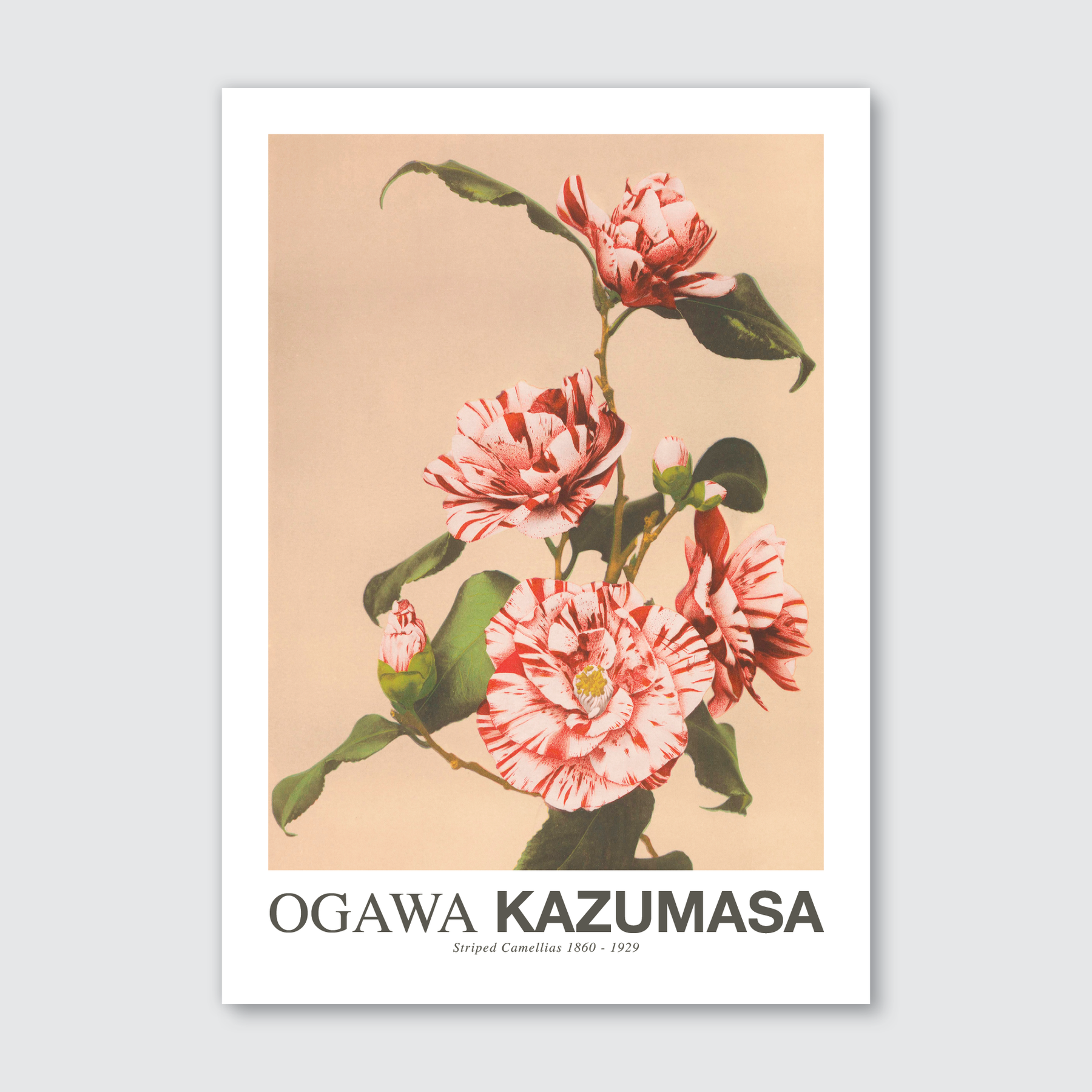 Striped Camellias