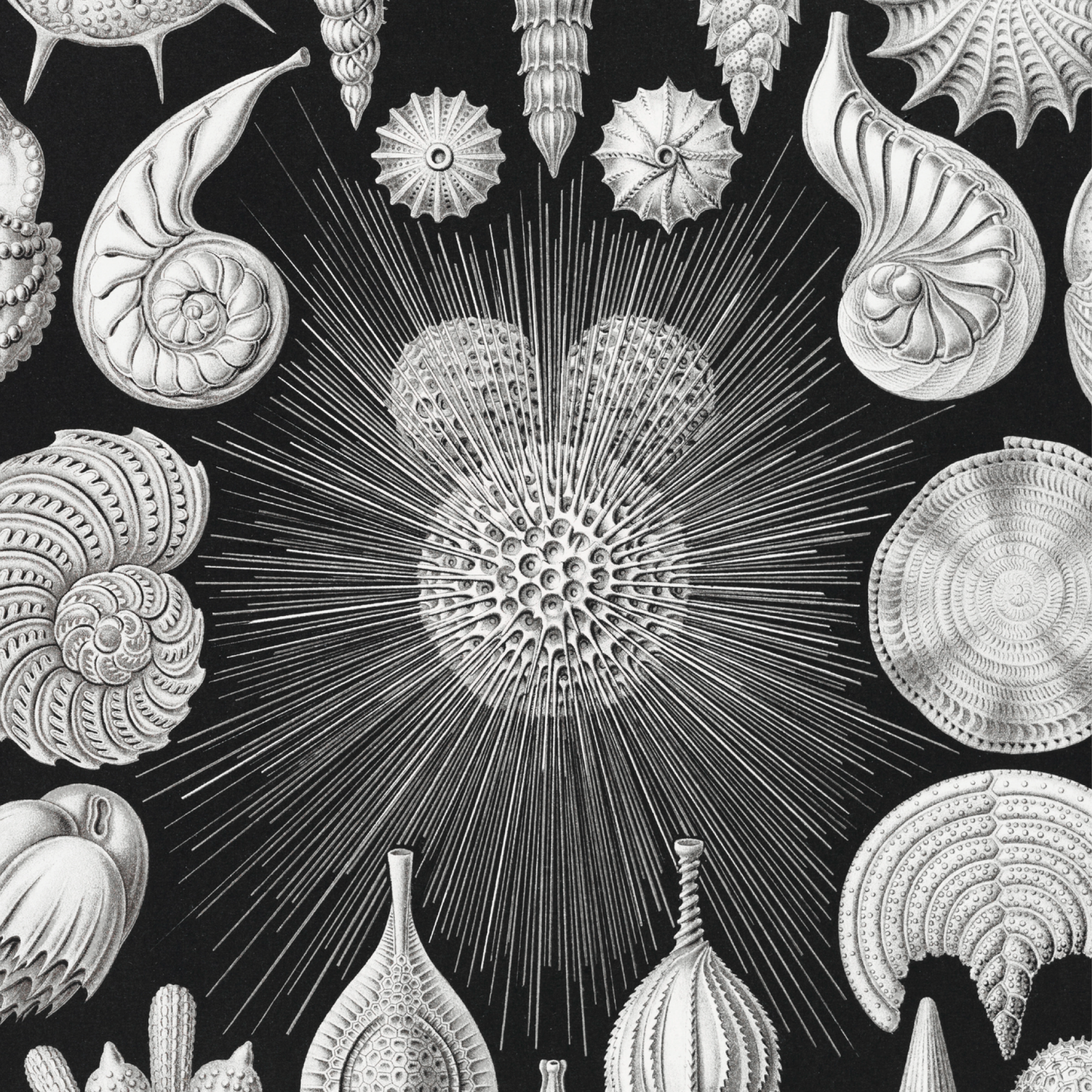 Thalamophora–Kammerlinge