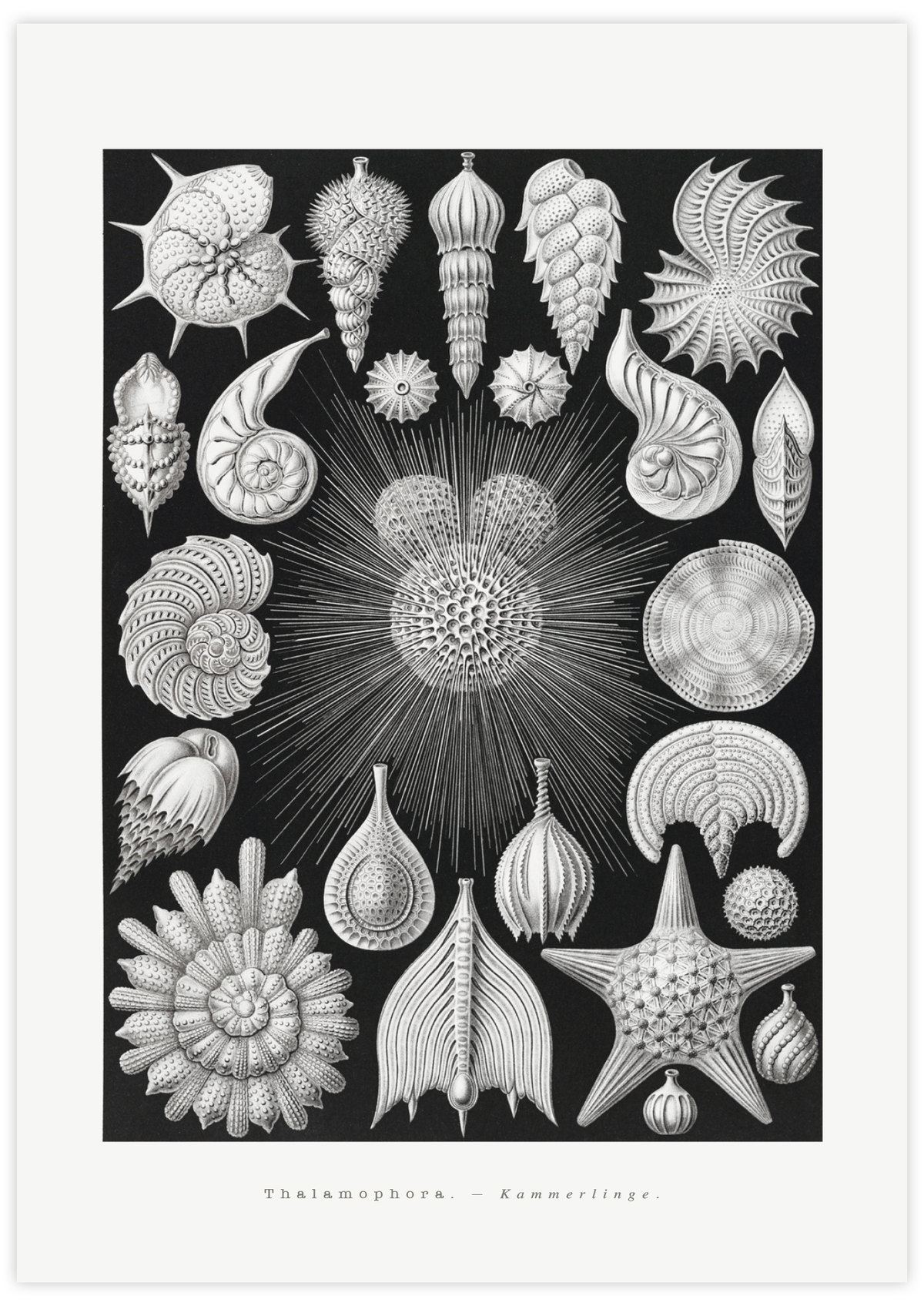 Thalamophora–Kammerlinge