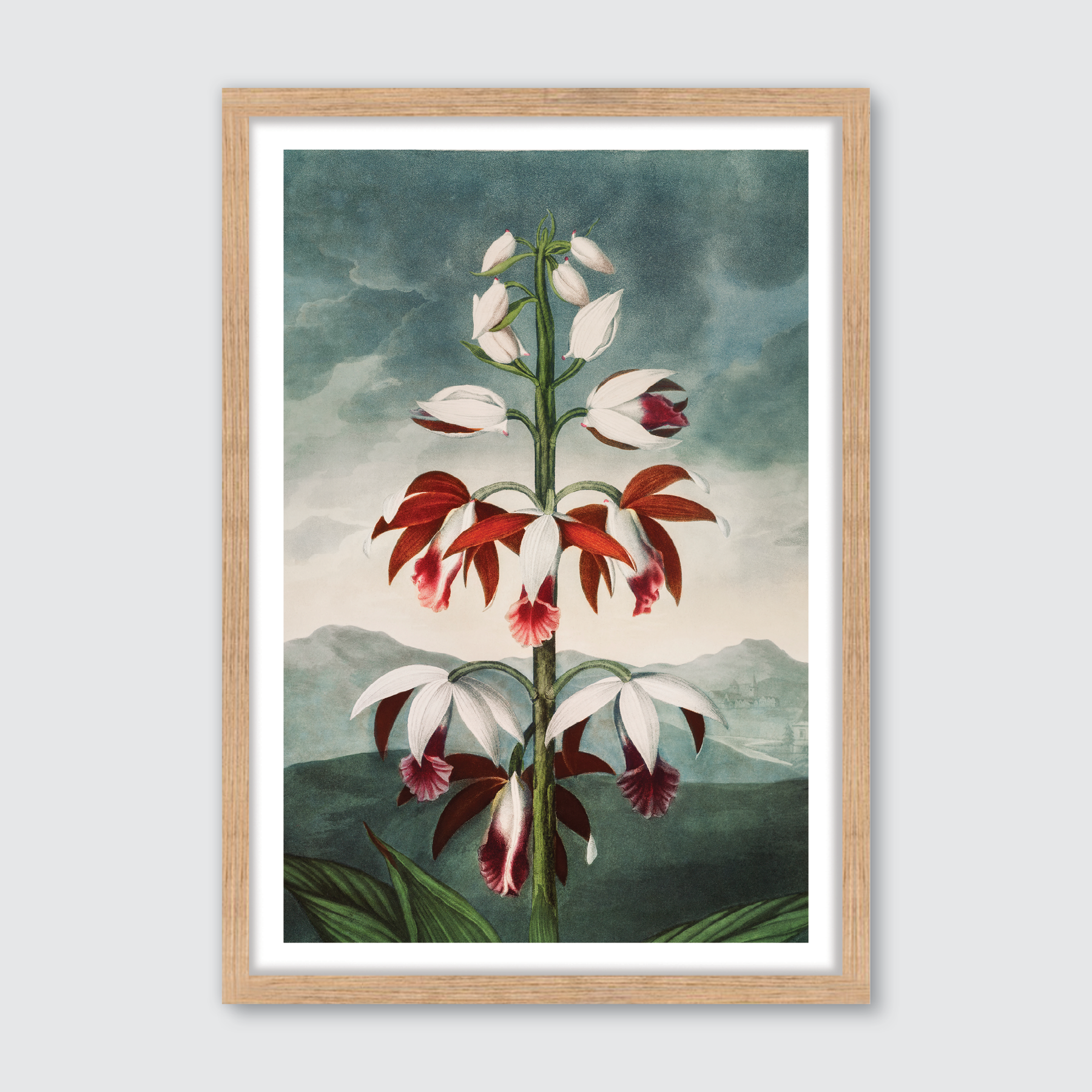 Chinese Limodoron (1807)