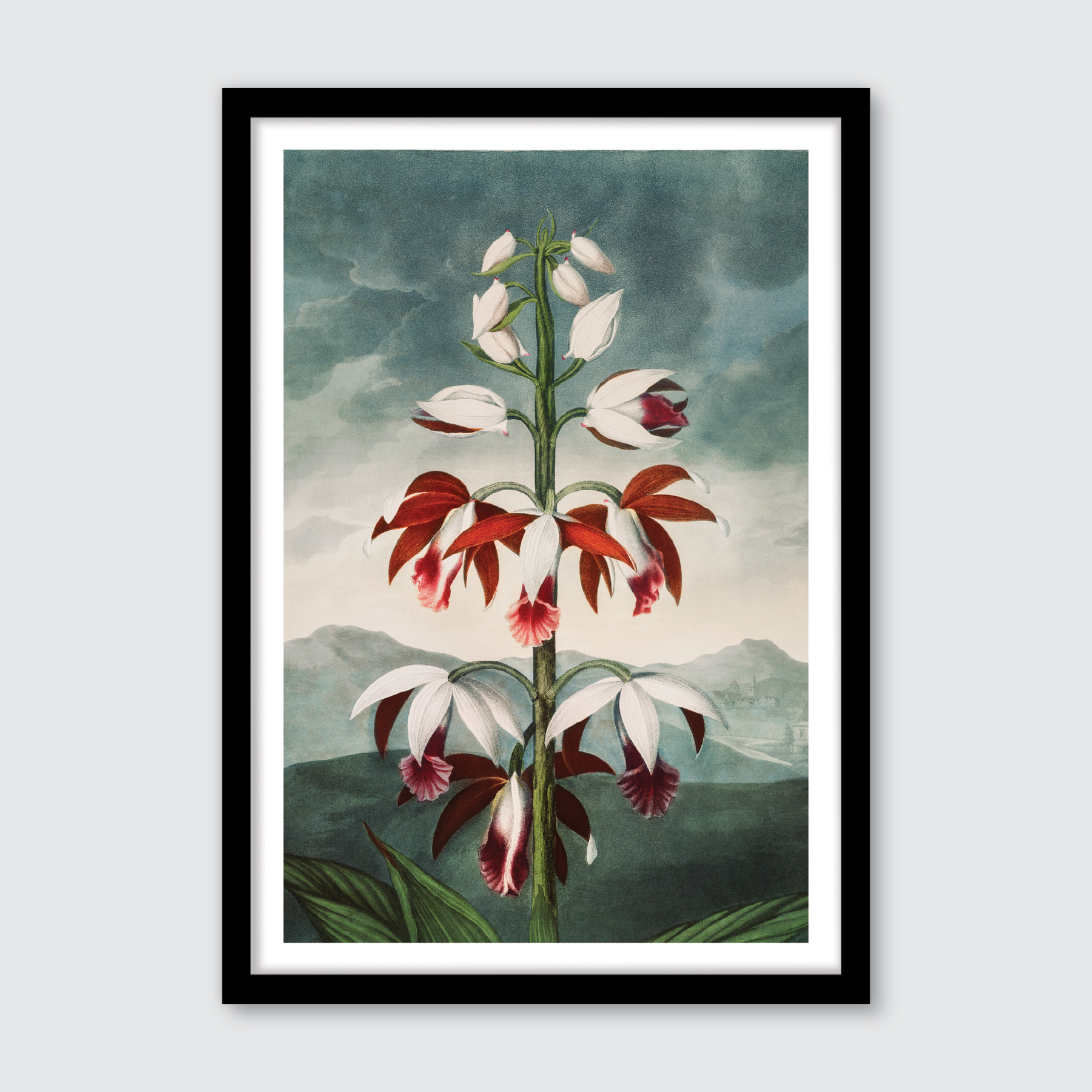 Chinese Limodoron (1807)