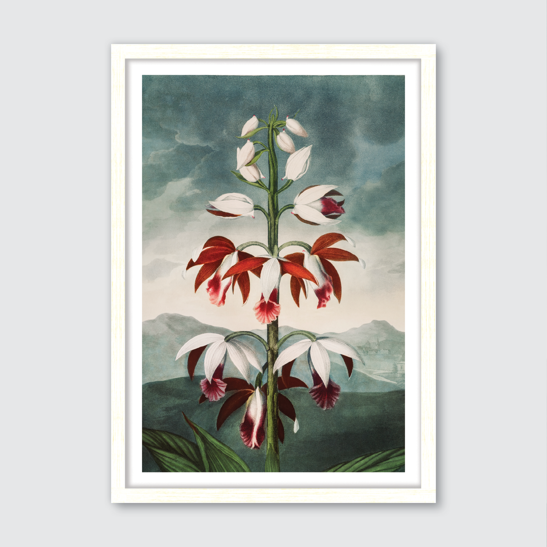Chinese Limodoron (1807)