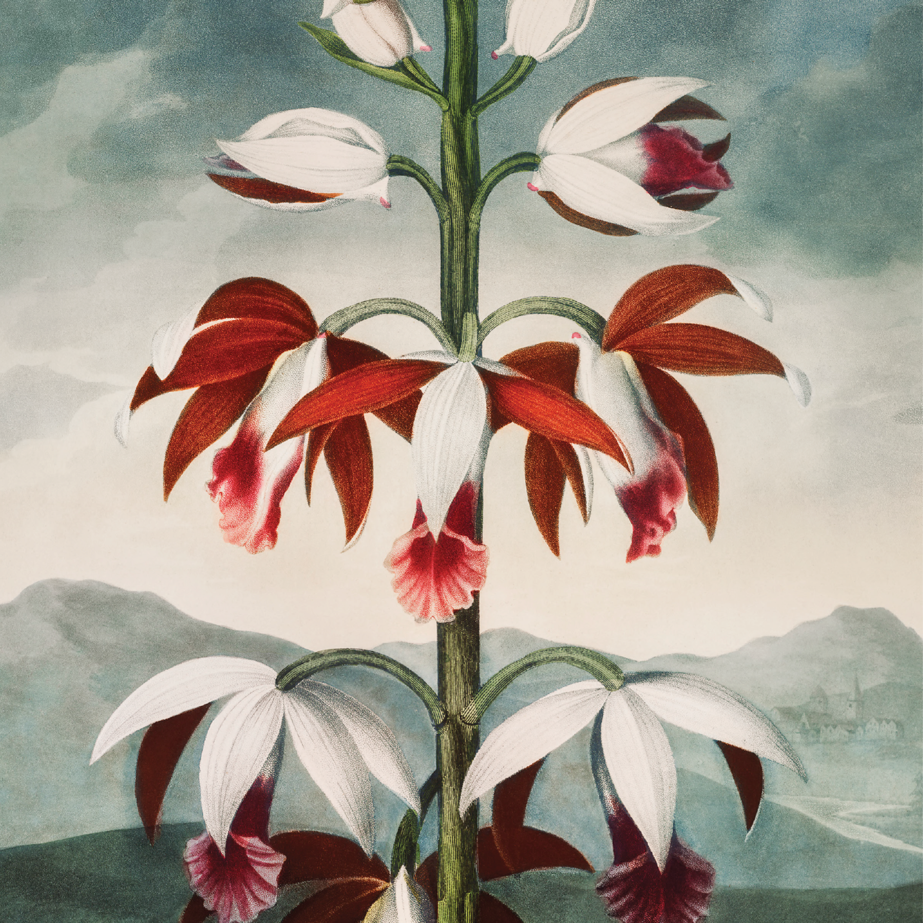 Chinese Limodoron (1807)
