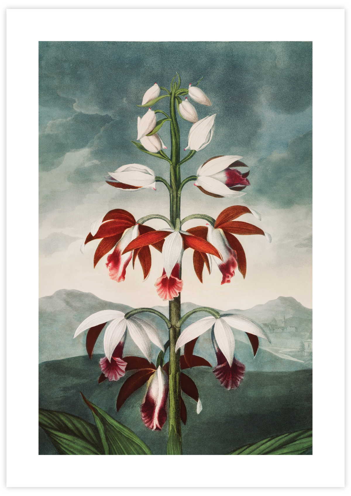 Chinese Limodoron (1807)
