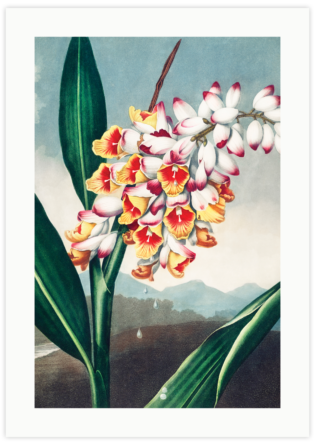 Nodding Renealmia (1807)