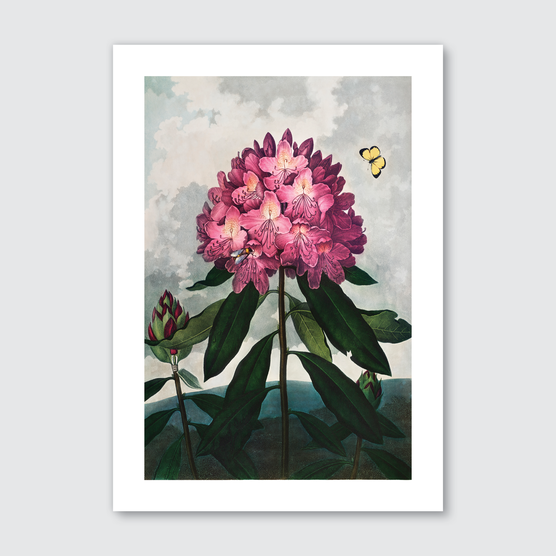 Pontic Rhododendron (1807)