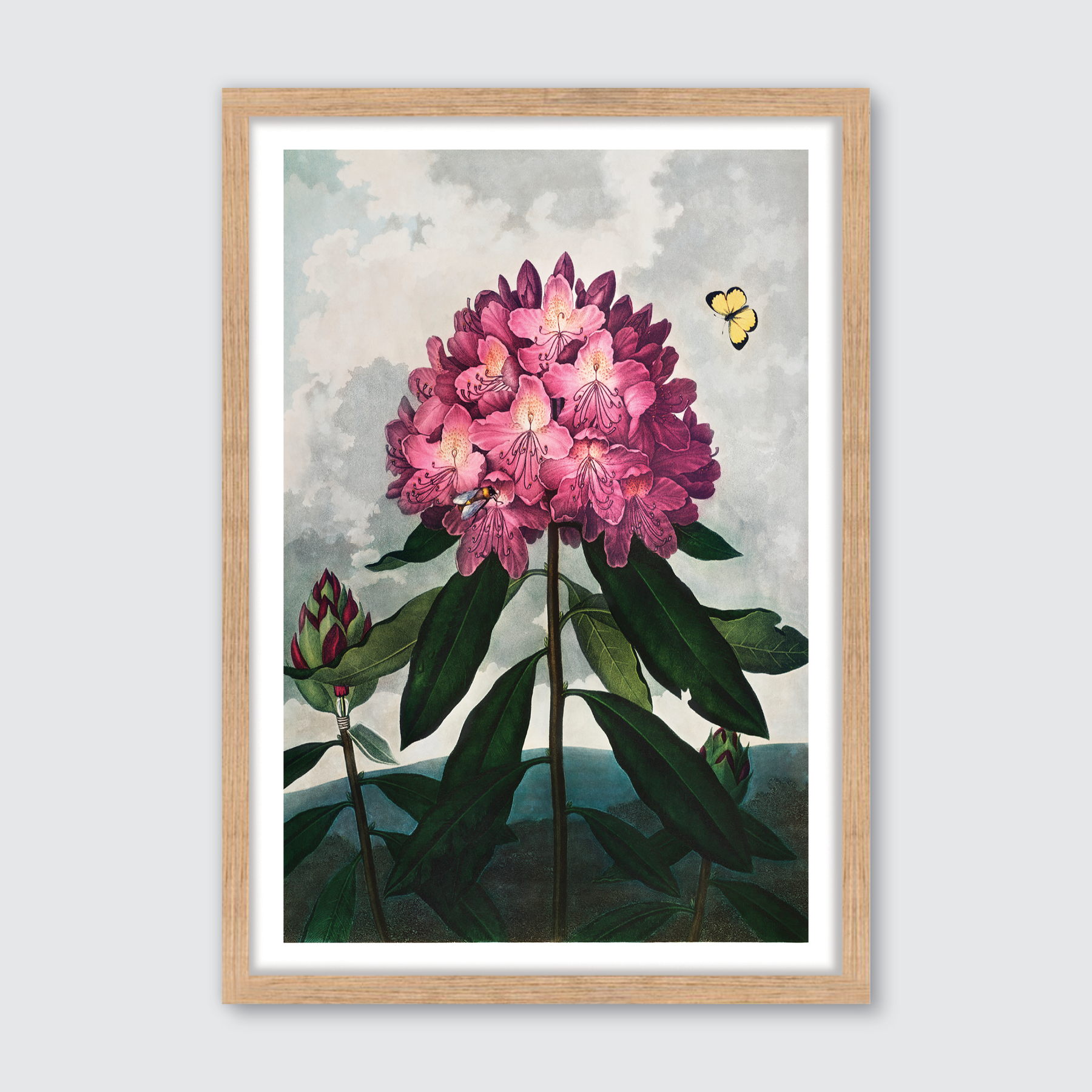 Pontic Rhododendron (1807)