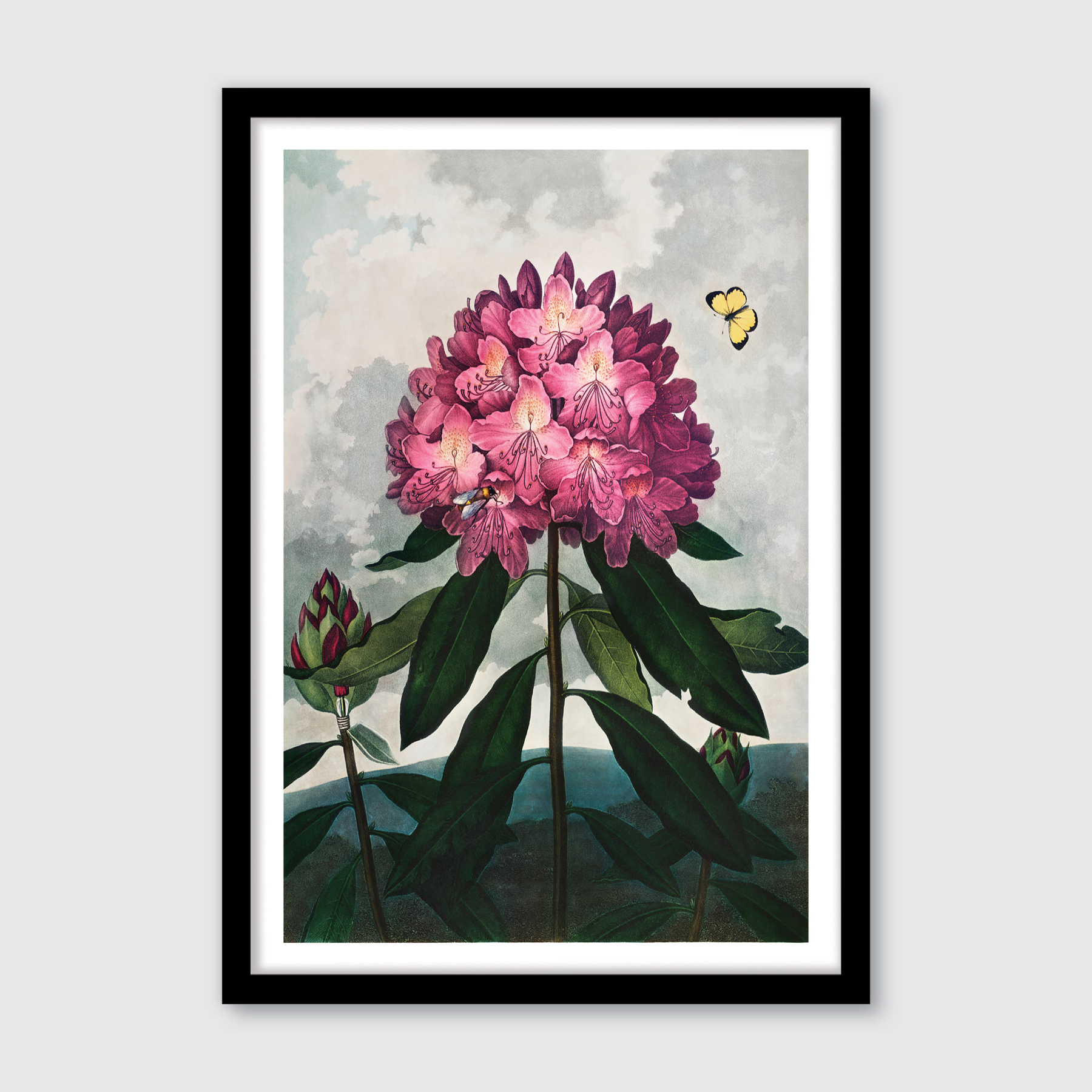 Pontic Rhododendron (1807)