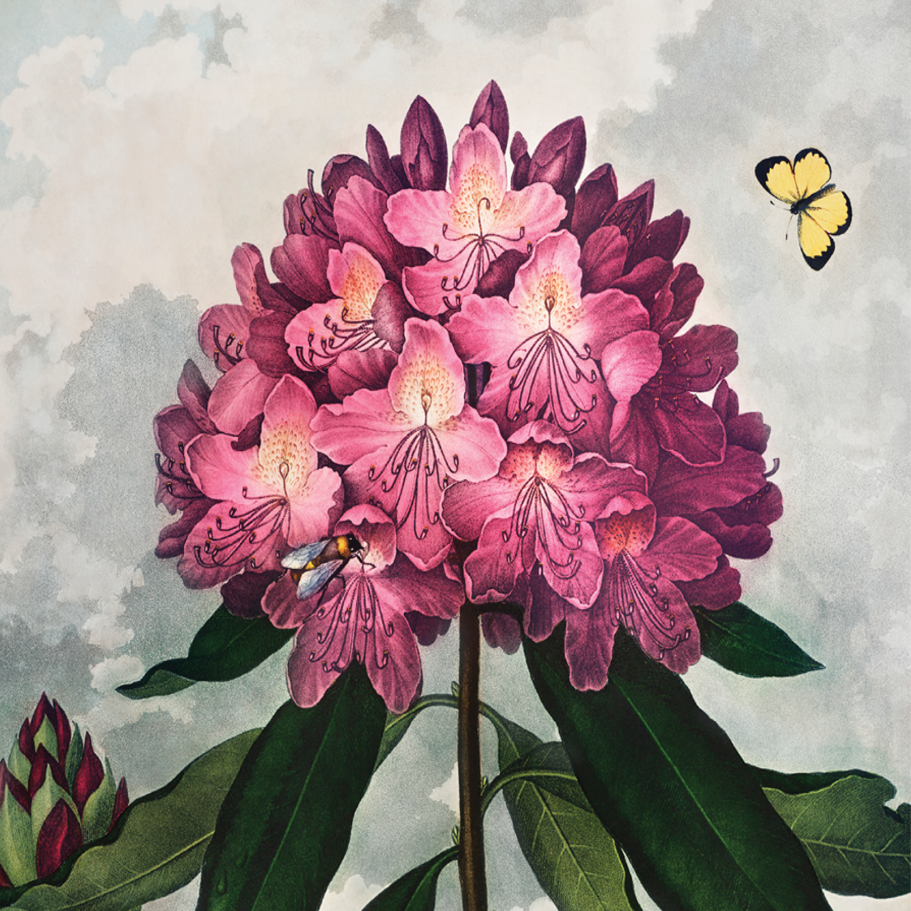 Pontic Rhododendron (1807)