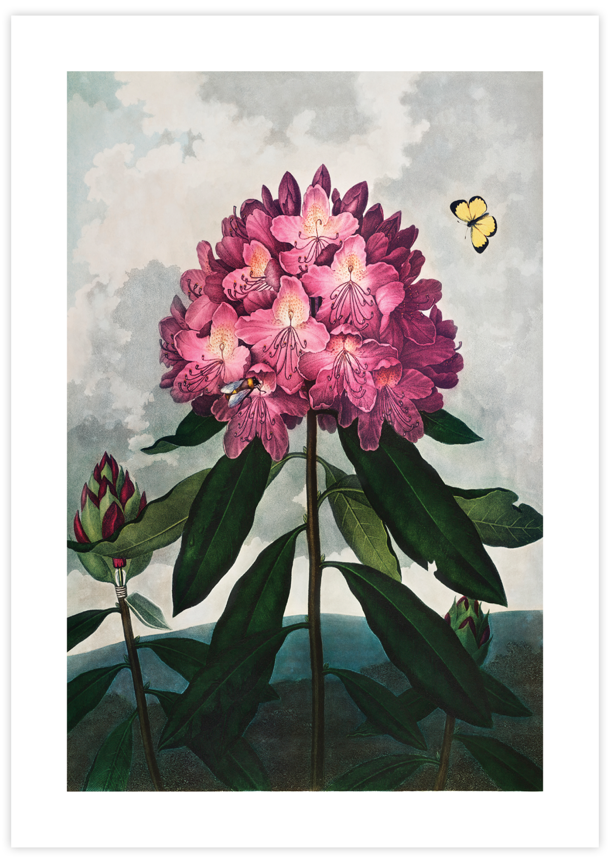 Pontic Rhododendron (1807)