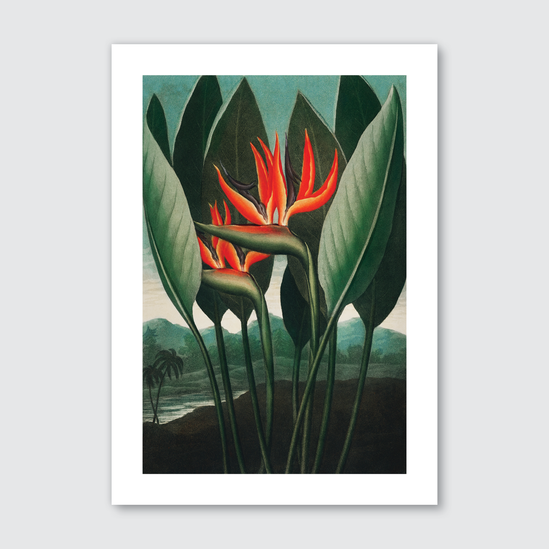 Queen Plant (1807)