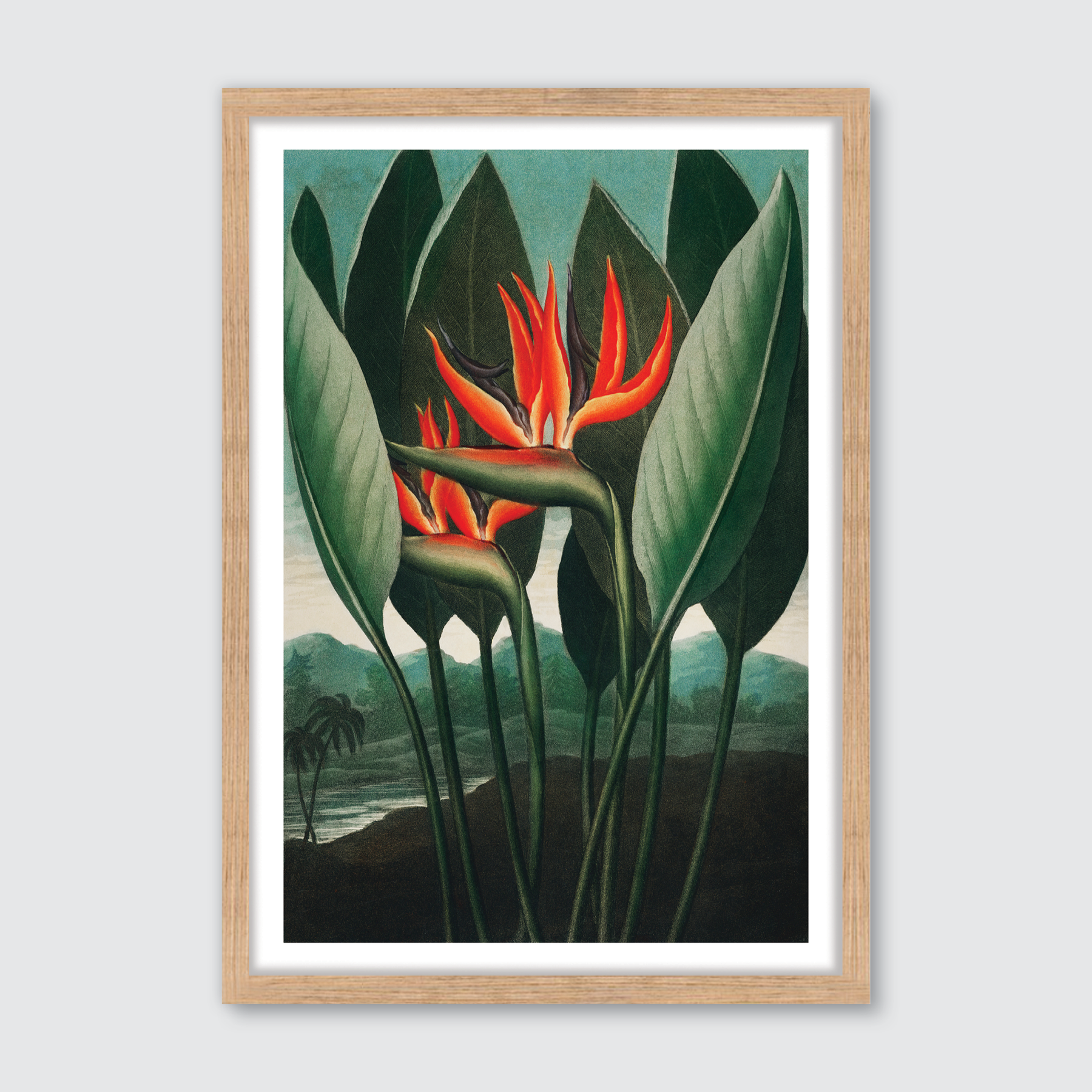 Queen Plant (1807)