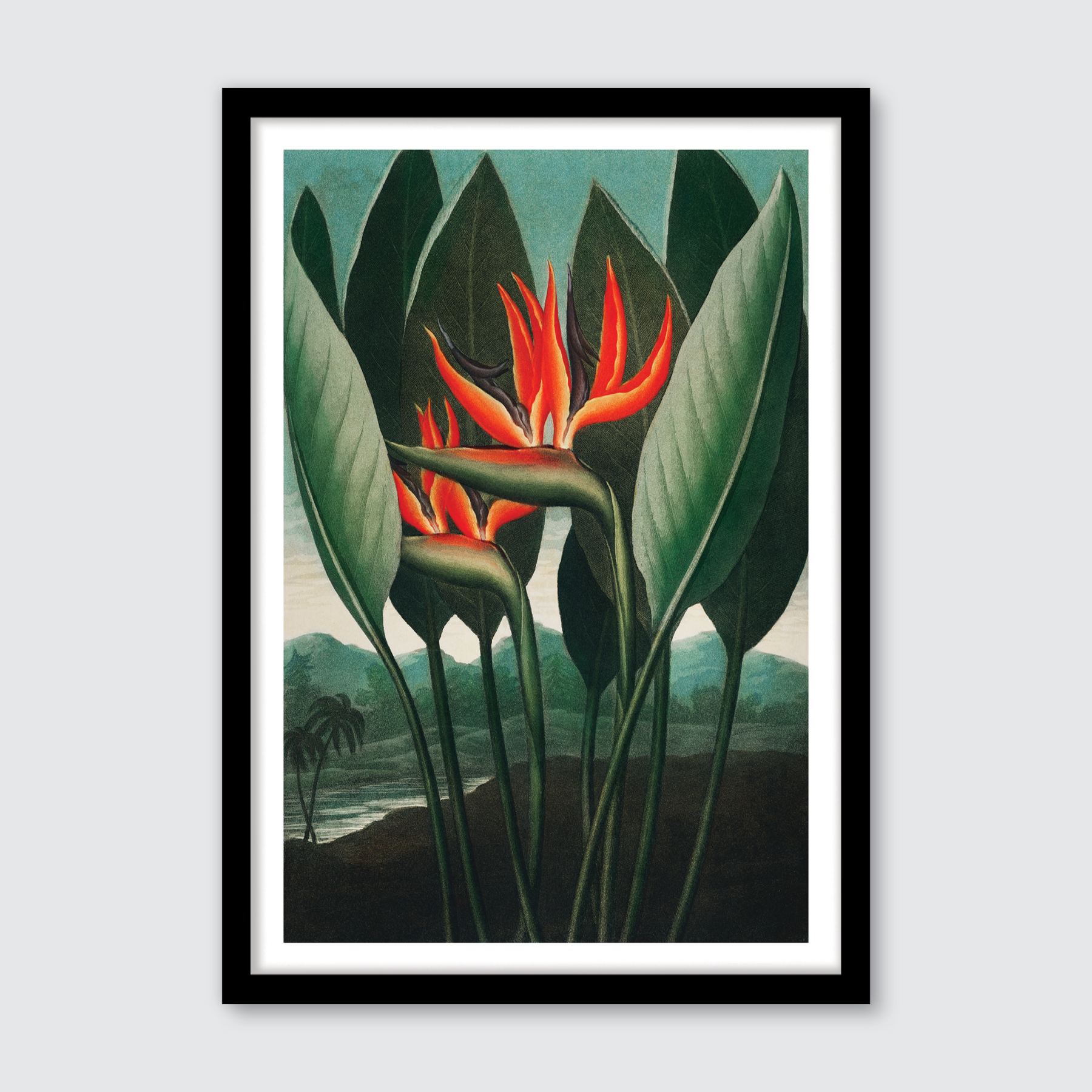 Queen Plant (1807)
