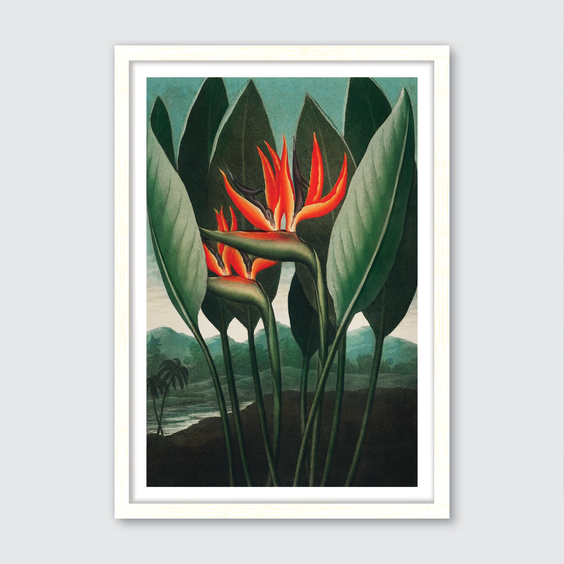 Queen Plant (1807)