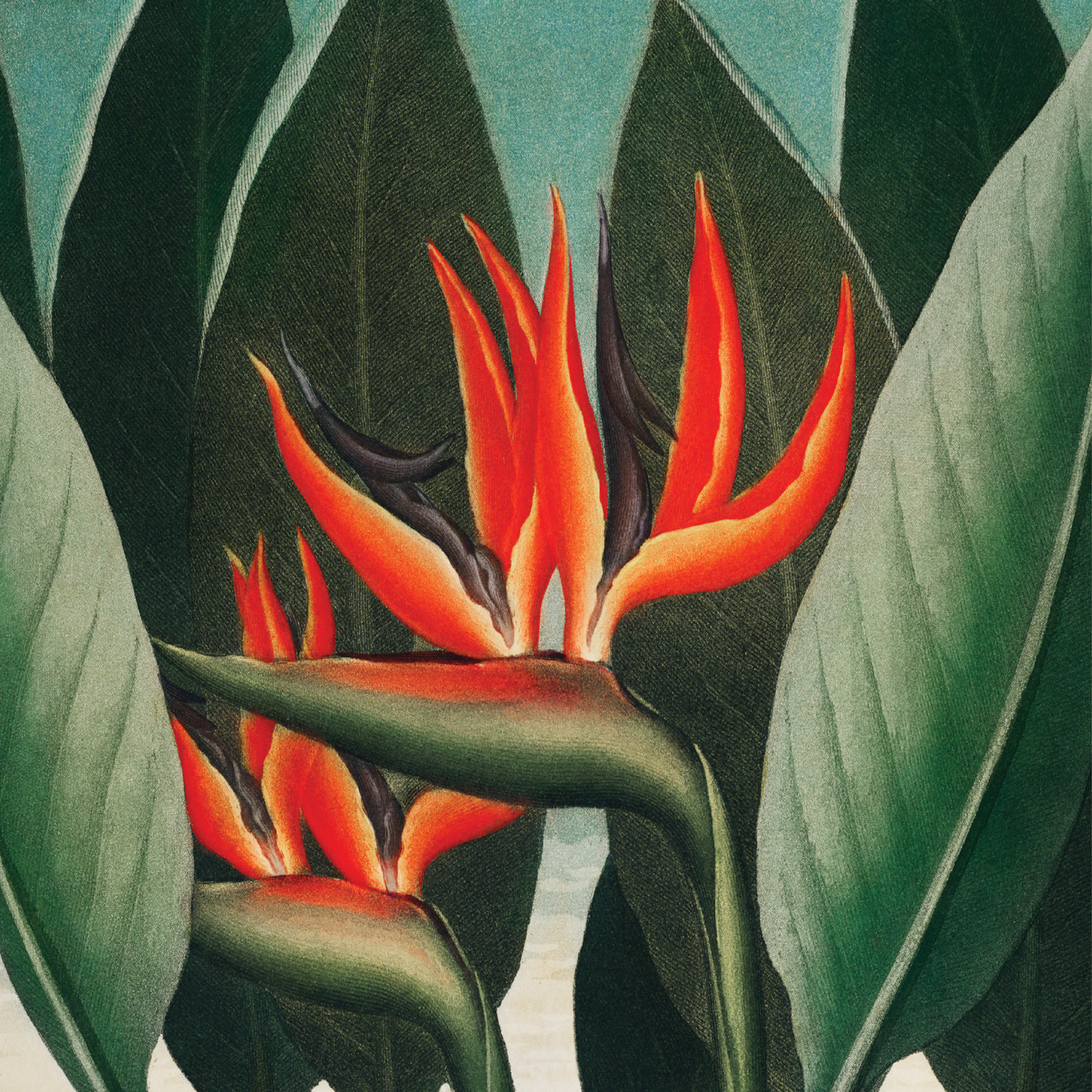 Queen Plant (1807)