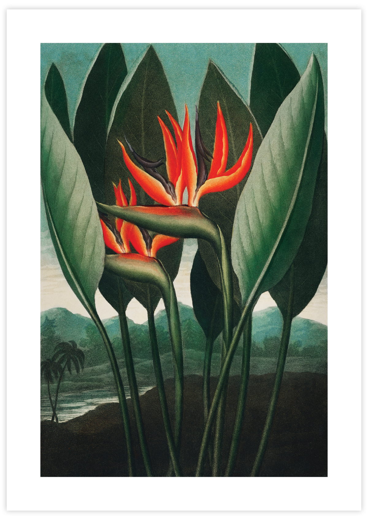 Queen Plant (1807)