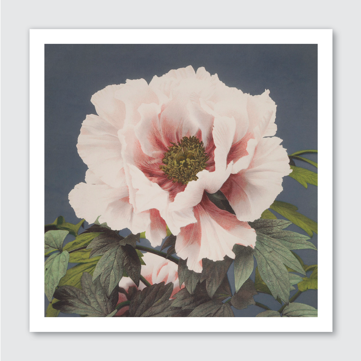 Tree Peony (Single)