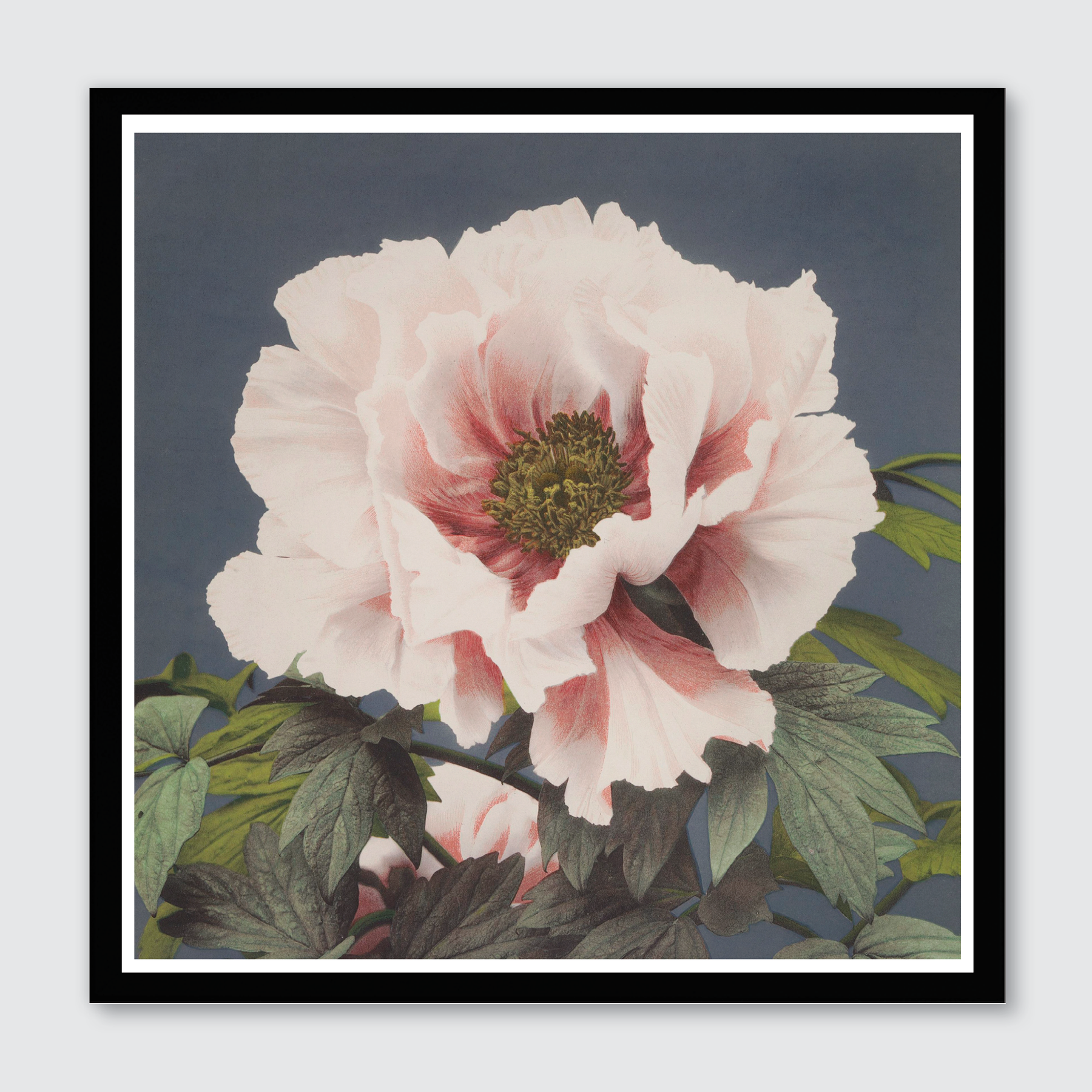 Tree Peony (Single)