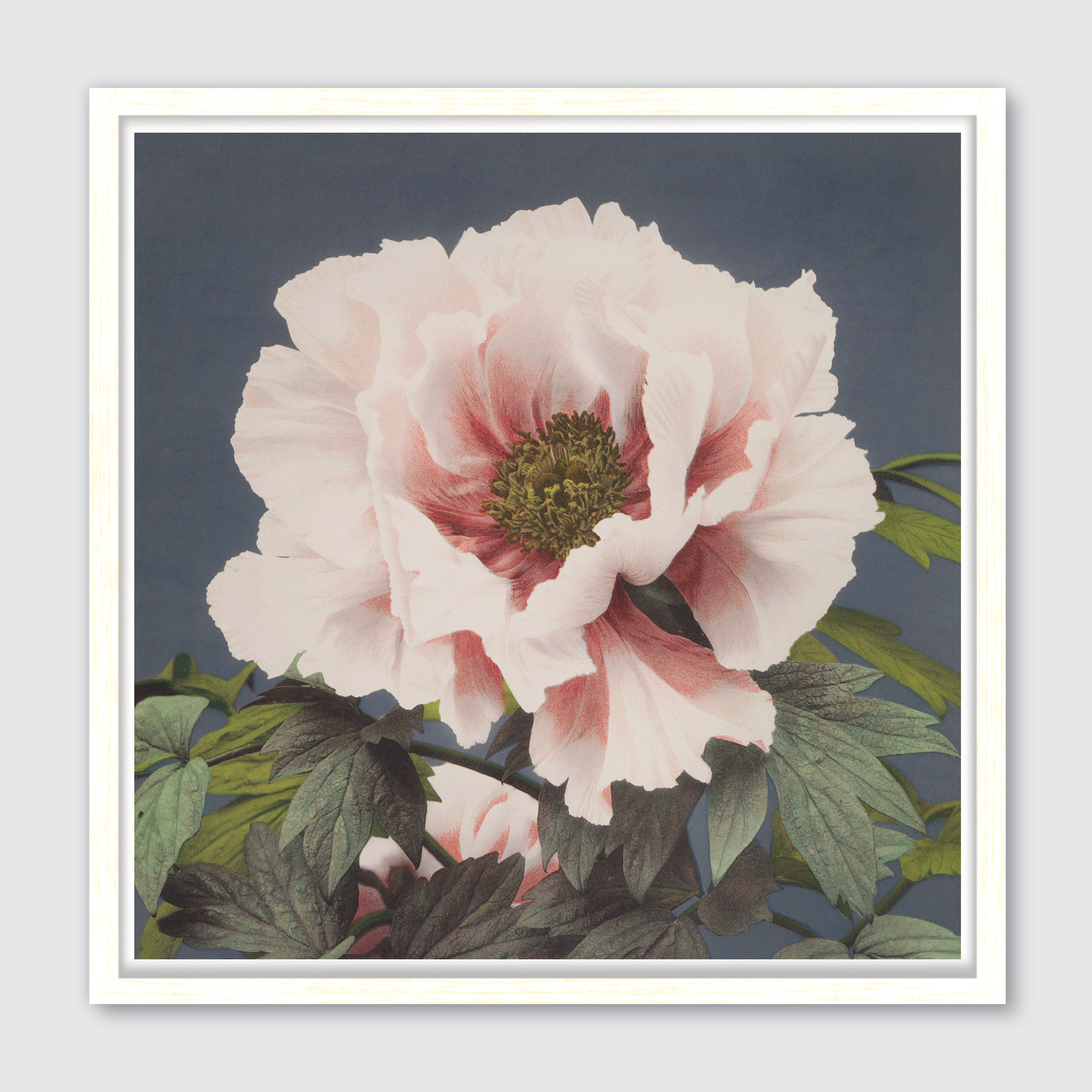 Tree Peony (Single)