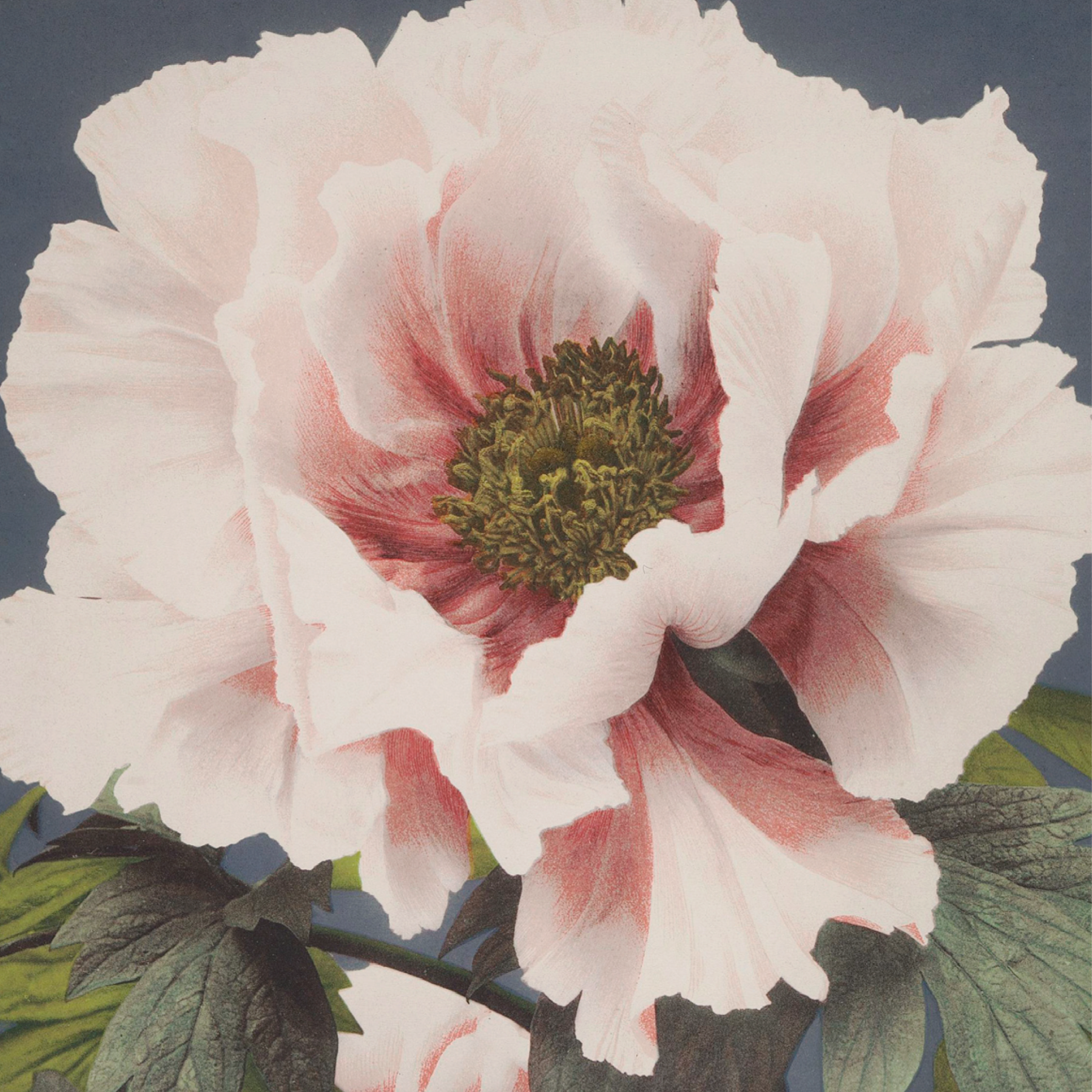 Tree Peony (Single)