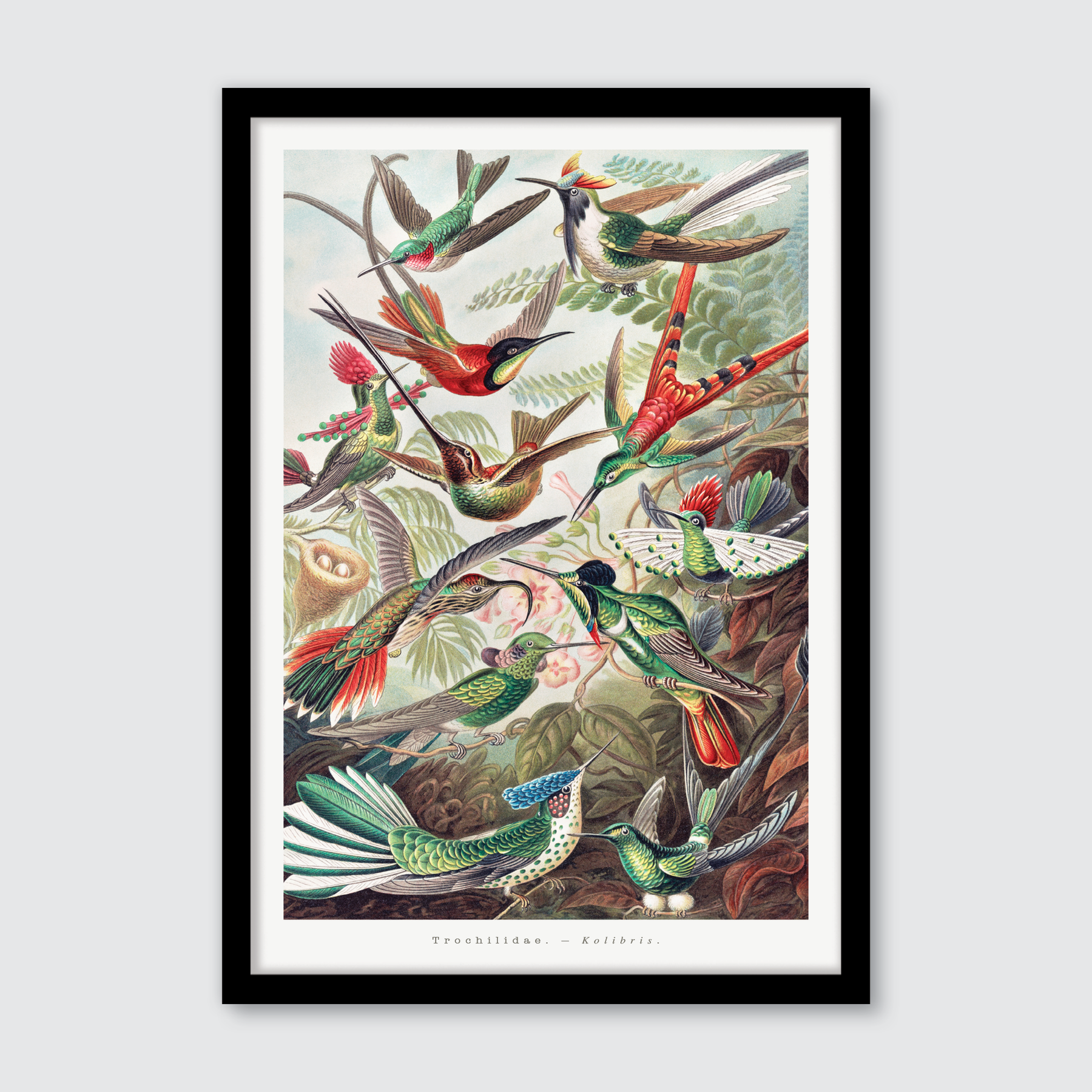 Trochilidae–Kolibris