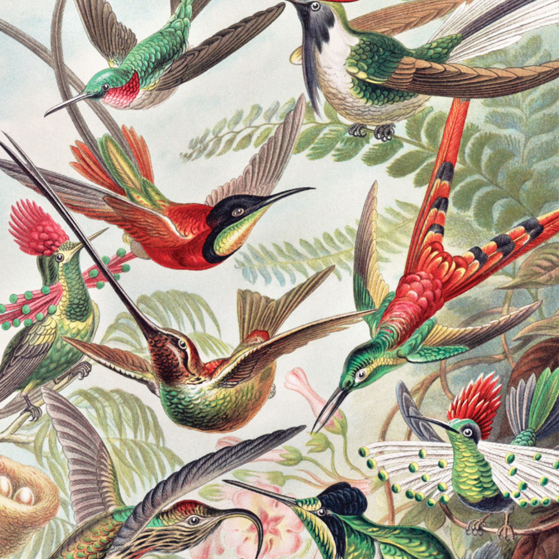 Trochilidae–Kolibris
