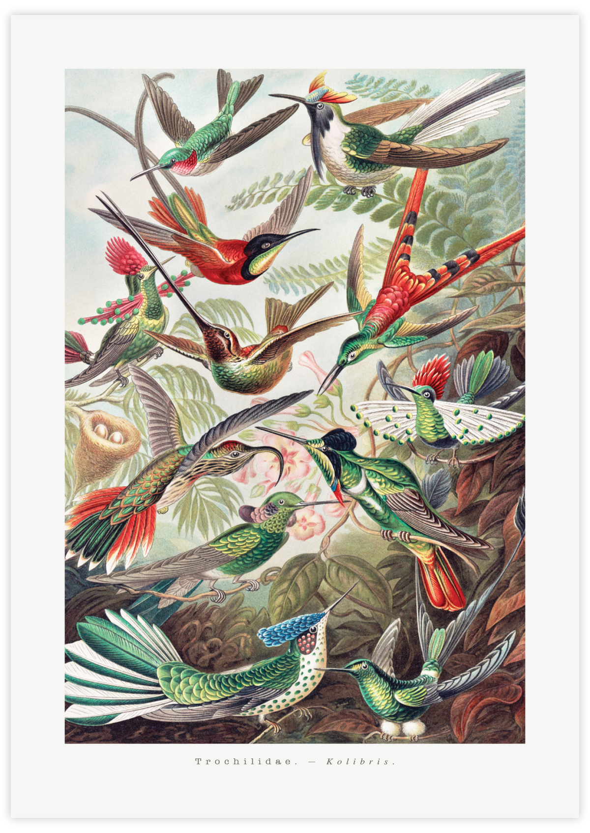 Trochilidae–Kolibris