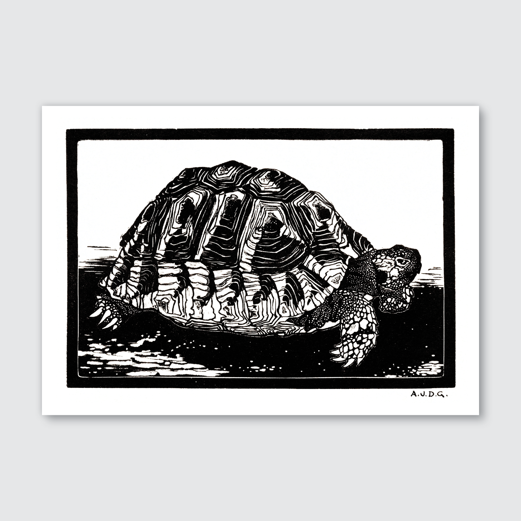 Turtle