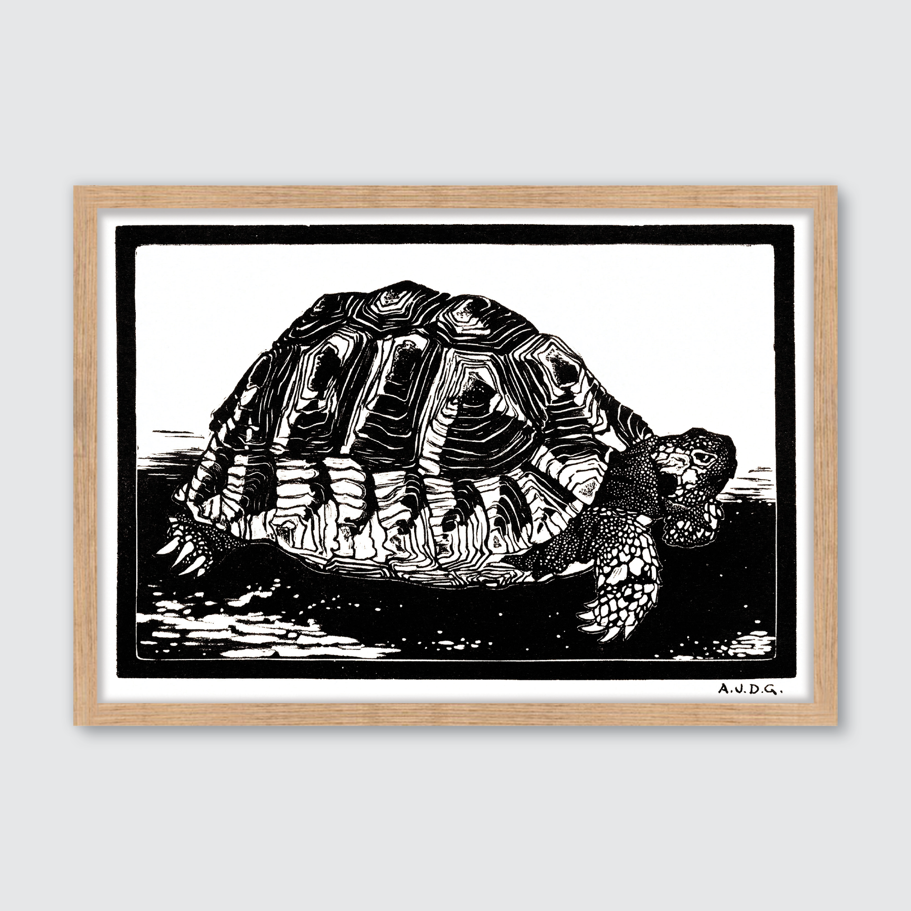 Turtle