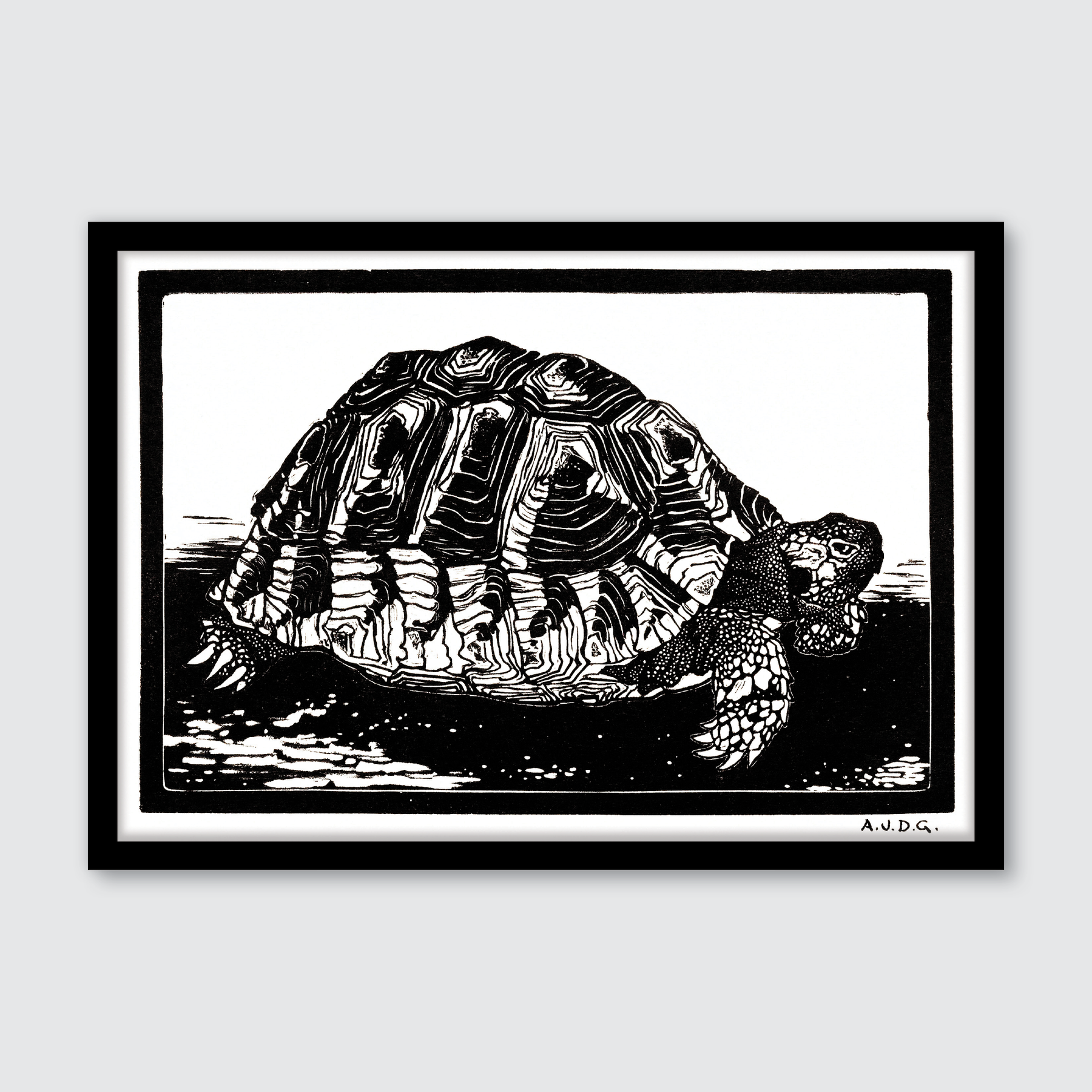 Turtle