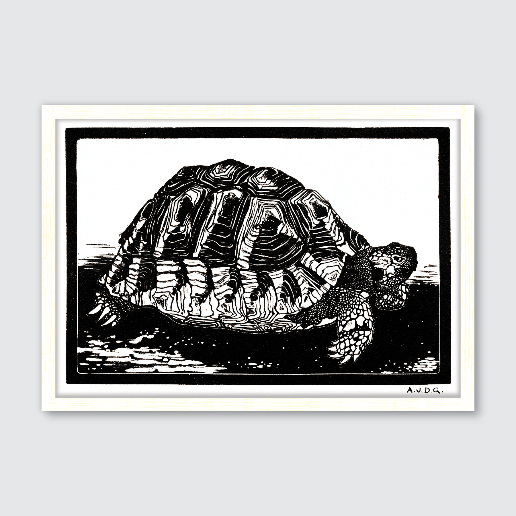 Turtle