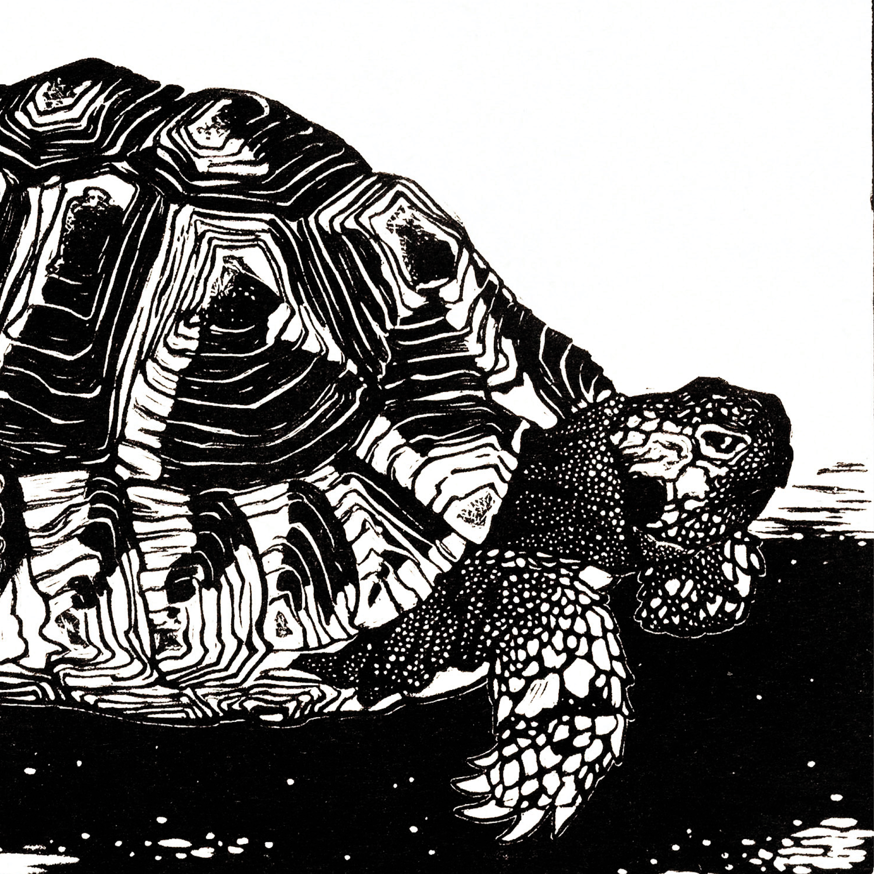 Turtle
