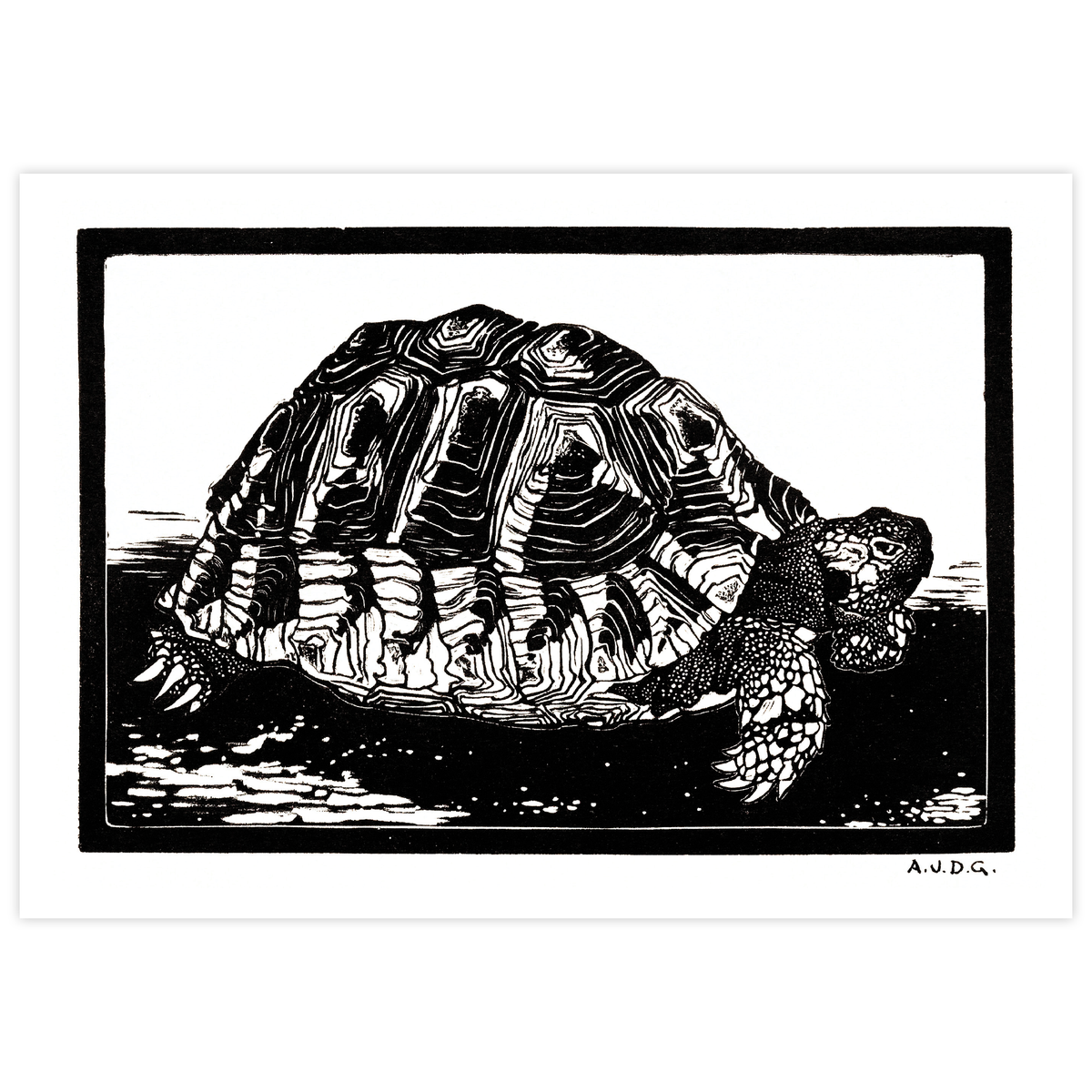 Turtle