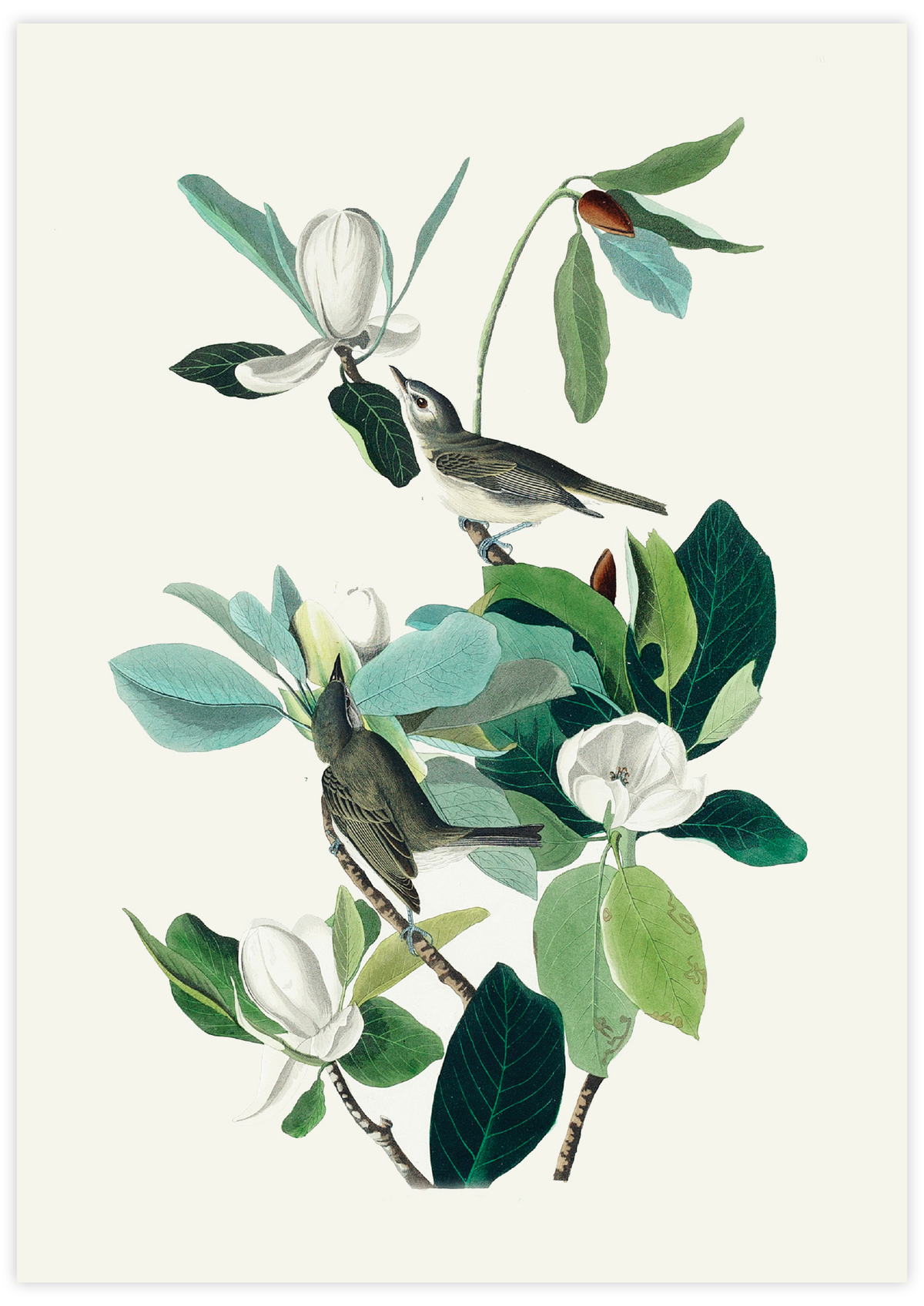 Warbling Flycatcher